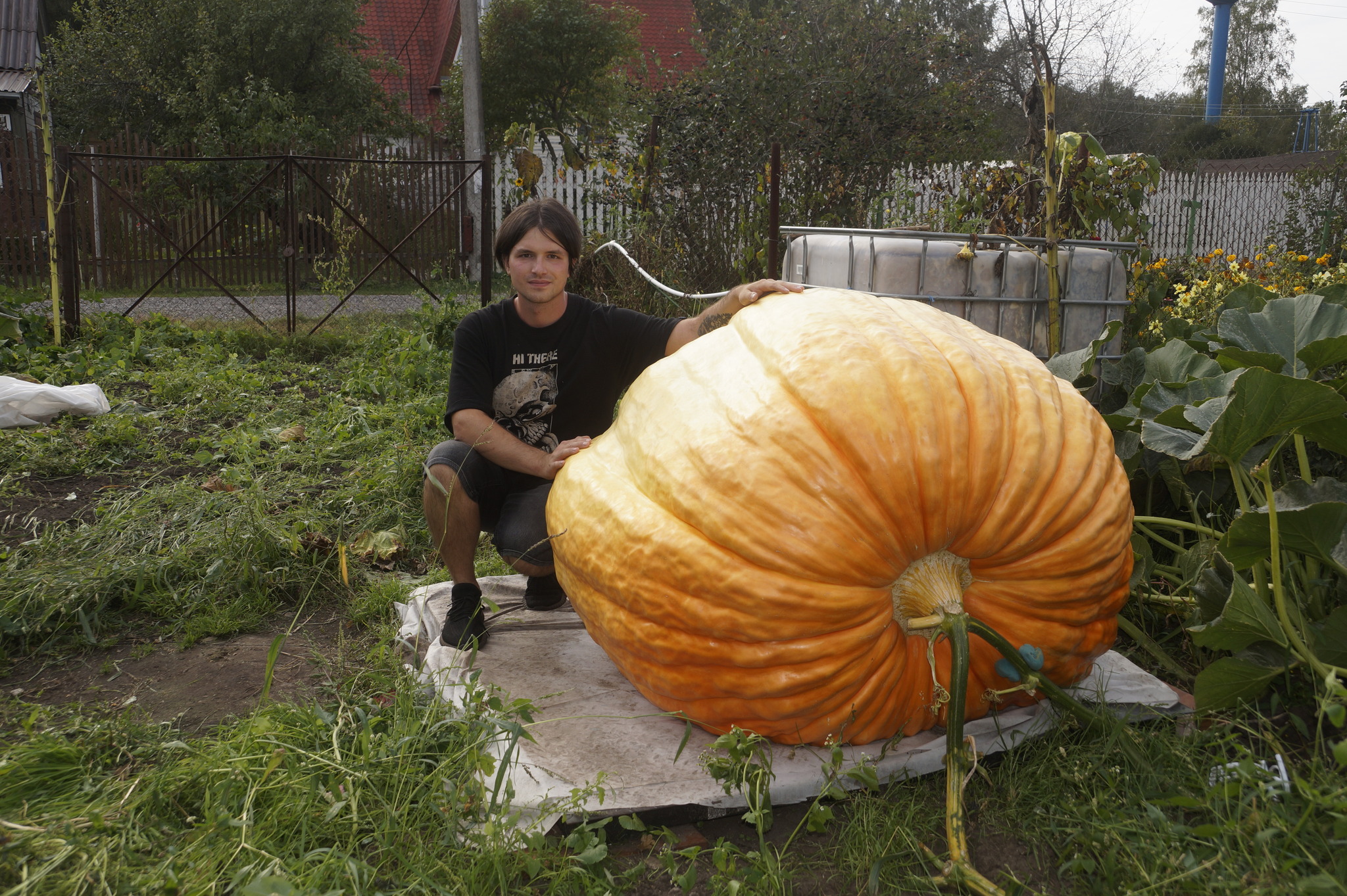 Pumpkin 800kg+? - My, Vegetables, Garden, Gardening, Garden, Plants, Big size, Longpost, Giants