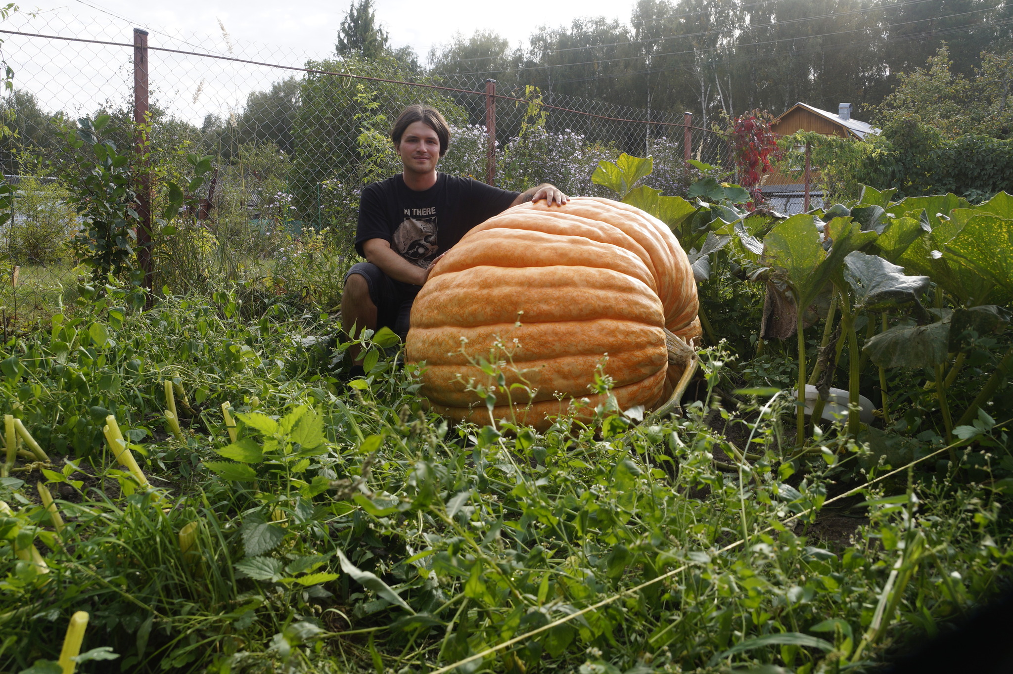 Pumpkin 800kg+? - My, Vegetables, Garden, Gardening, Garden, Plants, Big size, Longpost, Giants