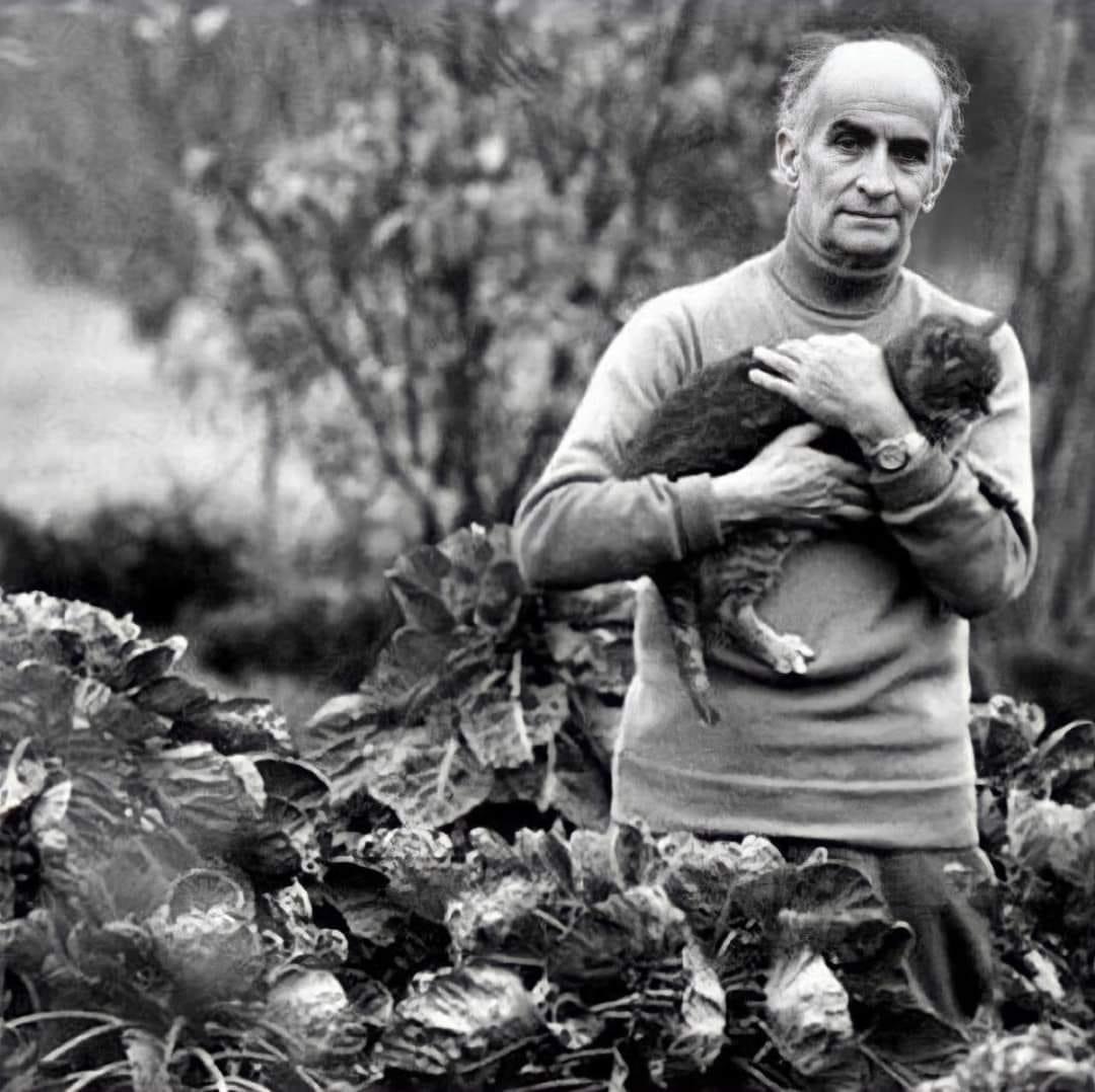 Louis de Funes with his pet - cat, Louis de Funes, The photo, Actors and actresses, Black and white photo