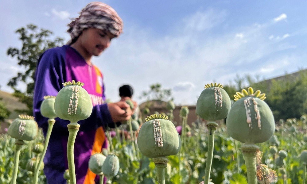 ICG: Taliban's war on drugs needs to be halted - it's too successful - Afghanistan, Drugs, Taliban, Drug fight