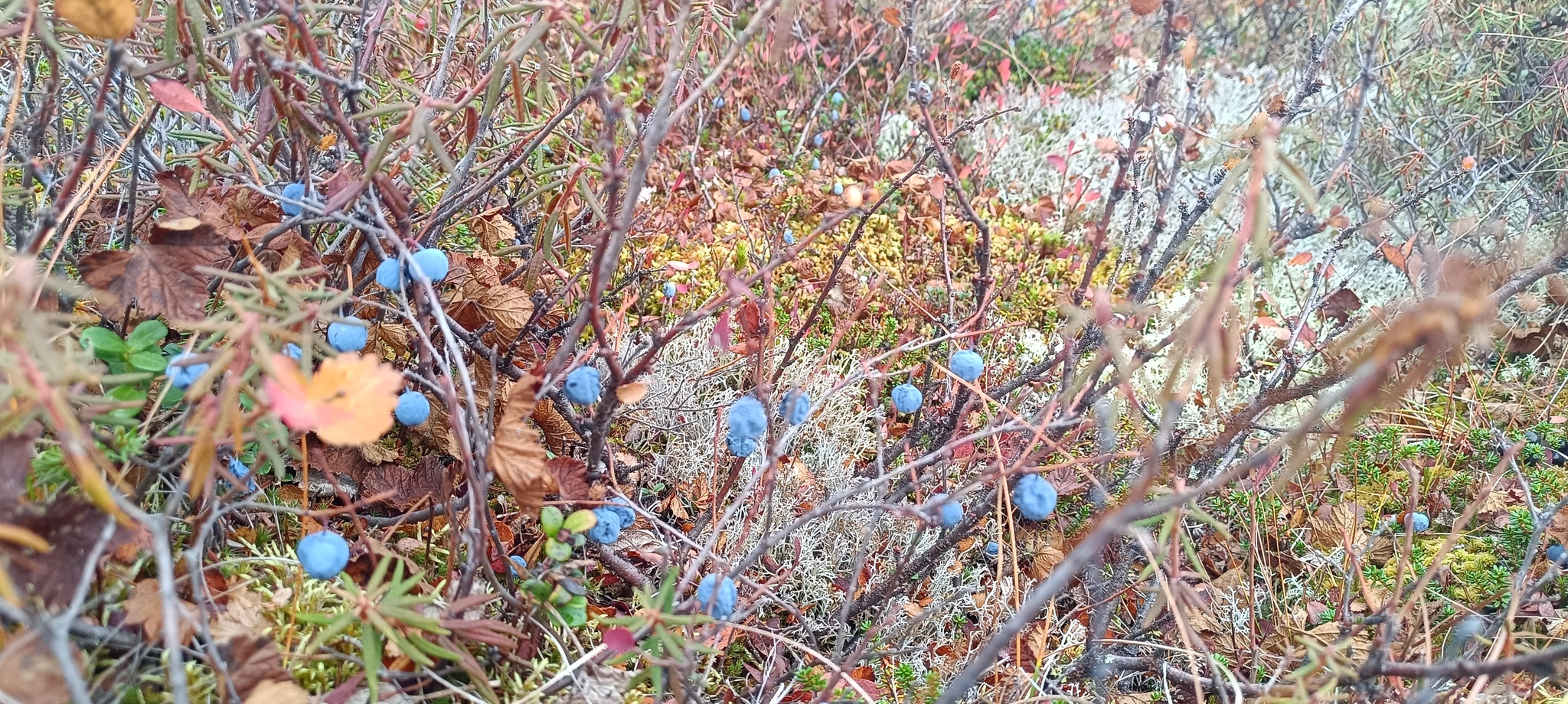 It's also September in the tundra)))Give us a wave! - Tundra, Autumn, Geodesy, Nature, Longpost