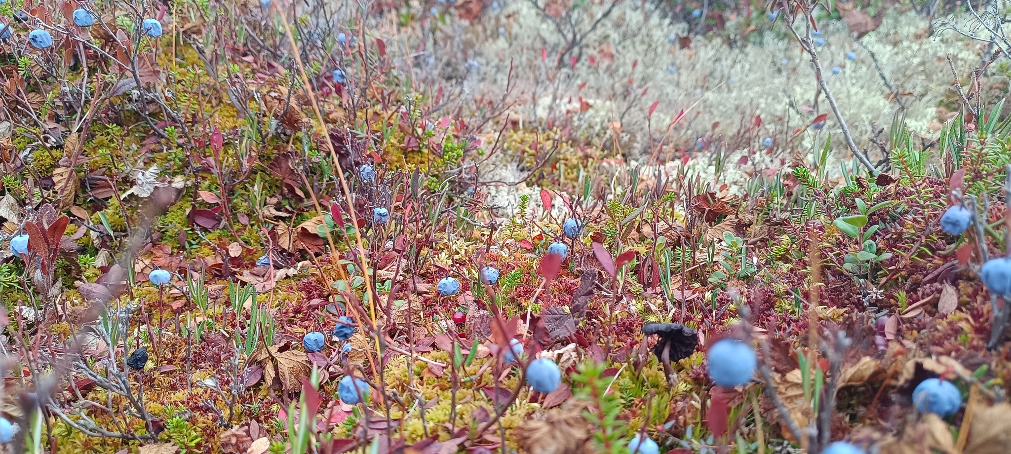 It's also September in the tundra)))Give us a wave! - Tundra, Autumn, Geodesy, Nature, Longpost