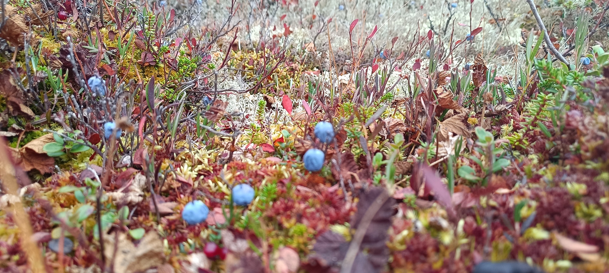 It's also September in the tundra)))Give us a wave! - Tundra, Autumn, Geodesy, Nature, Longpost