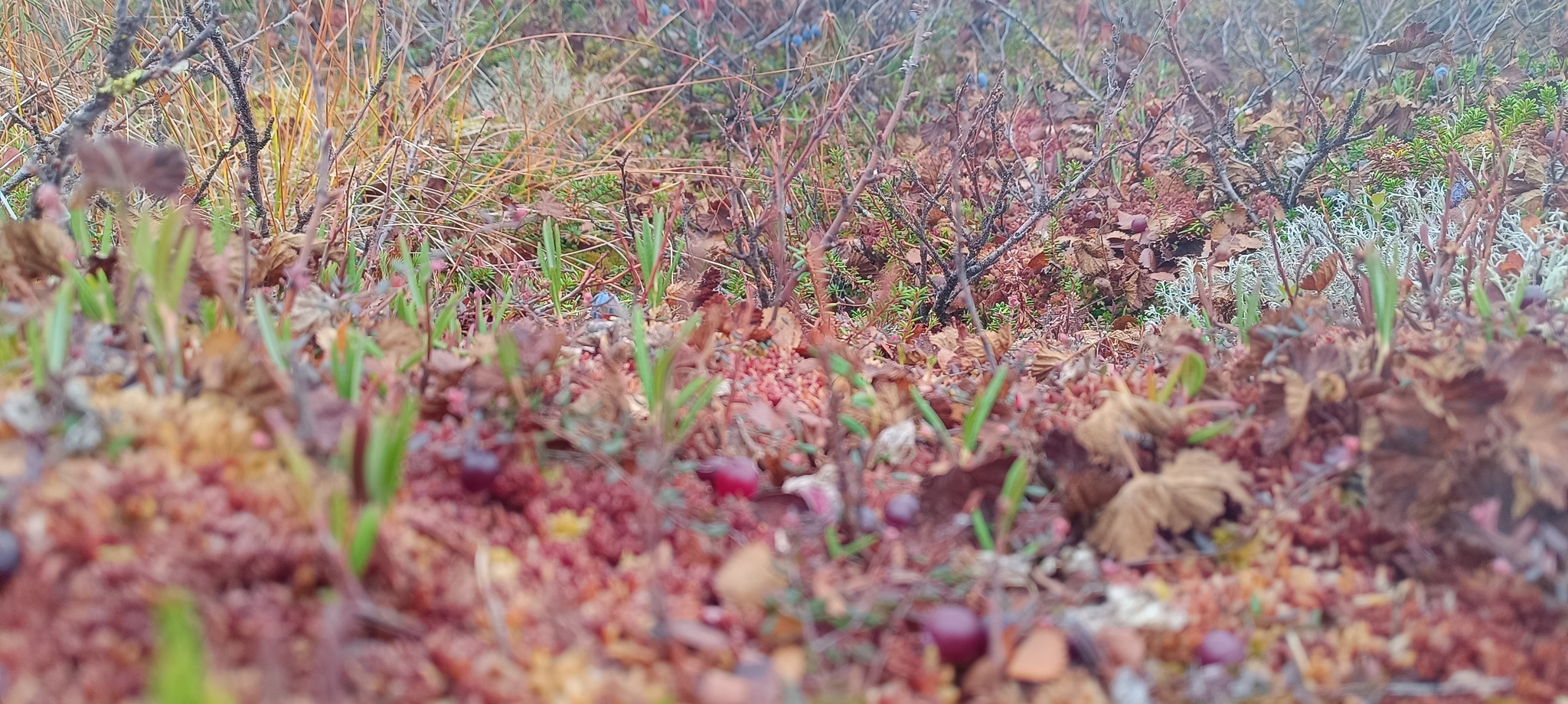 It's also September in the tundra)))Give us a wave! - Tundra, Autumn, Geodesy, Nature, Longpost