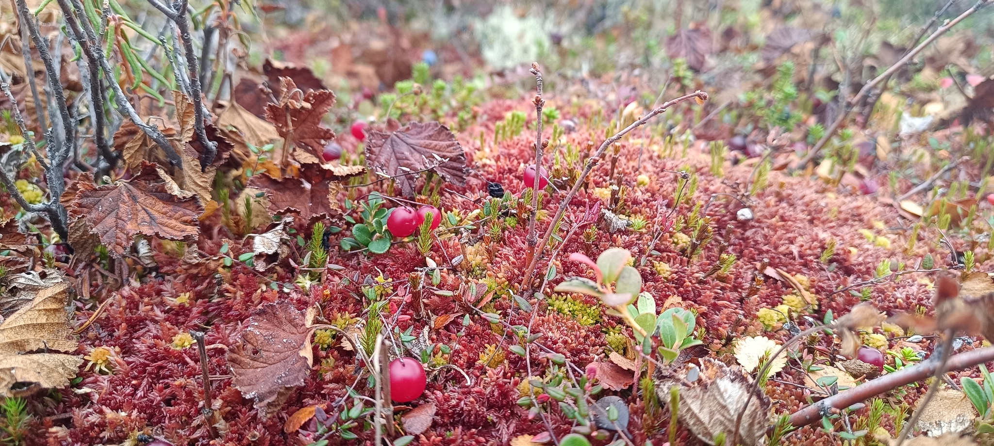 It's also September in the tundra)))Give us a wave! - Tundra, Autumn, Geodesy, Nature, Longpost