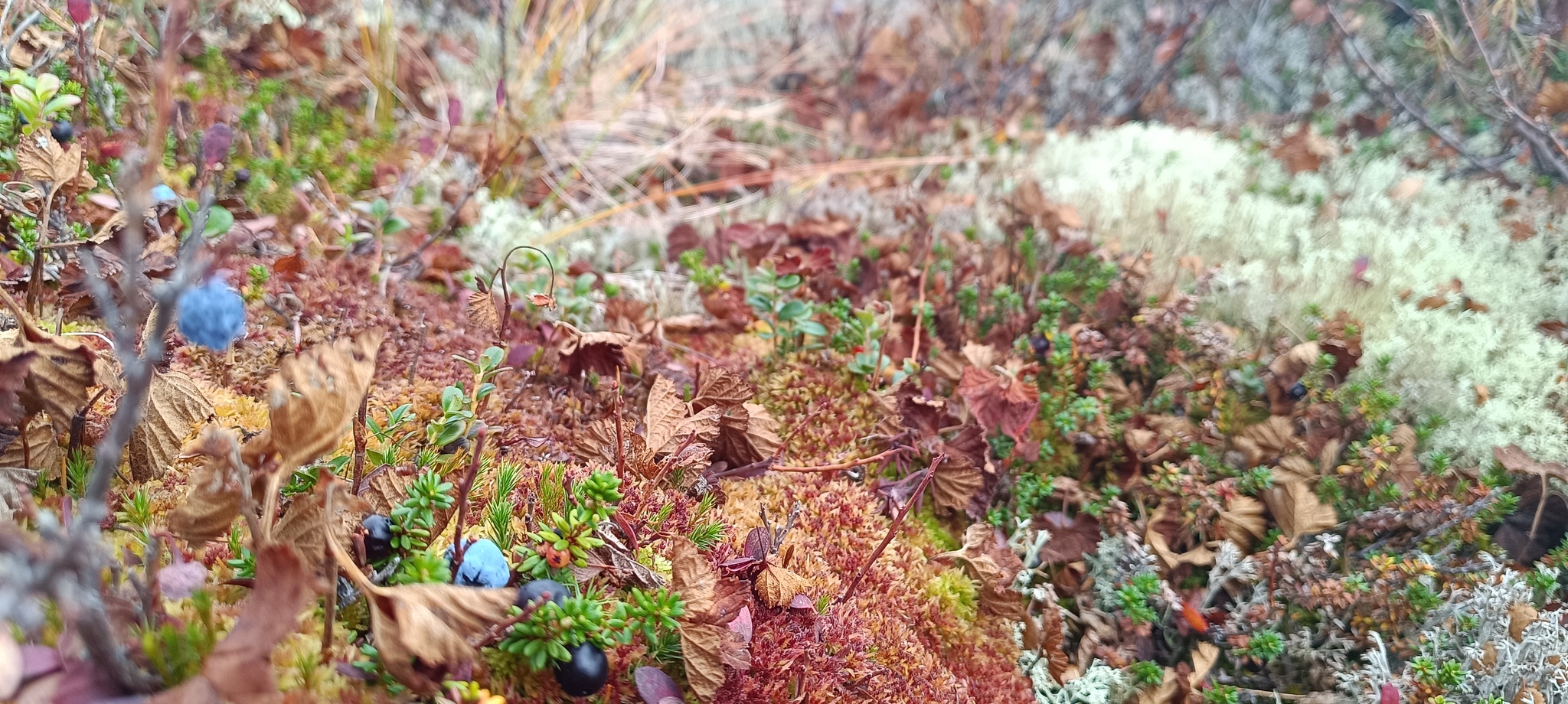 It's also September in the tundra)))Give us a wave! - Tundra, Autumn, Geodesy, Nature, Longpost