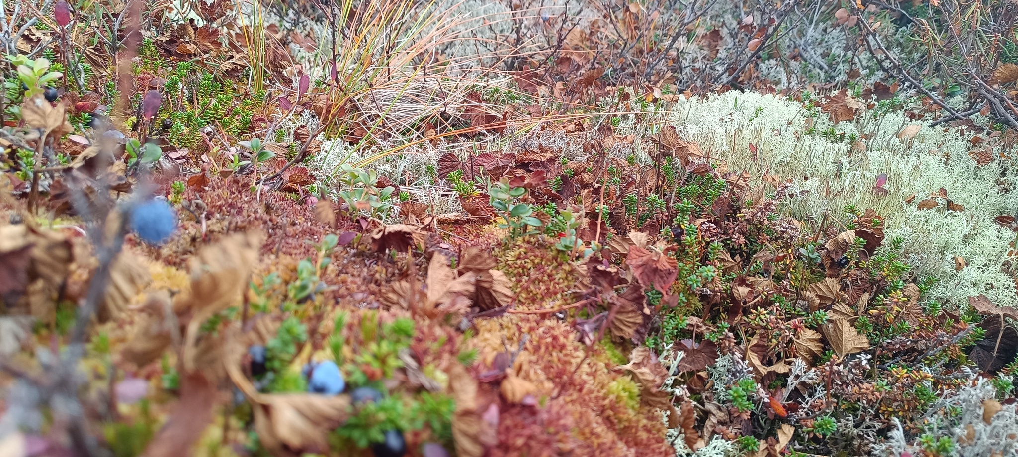 It's also September in the tundra)))Give us a wave! - Tundra, Autumn, Geodesy, Nature, Longpost