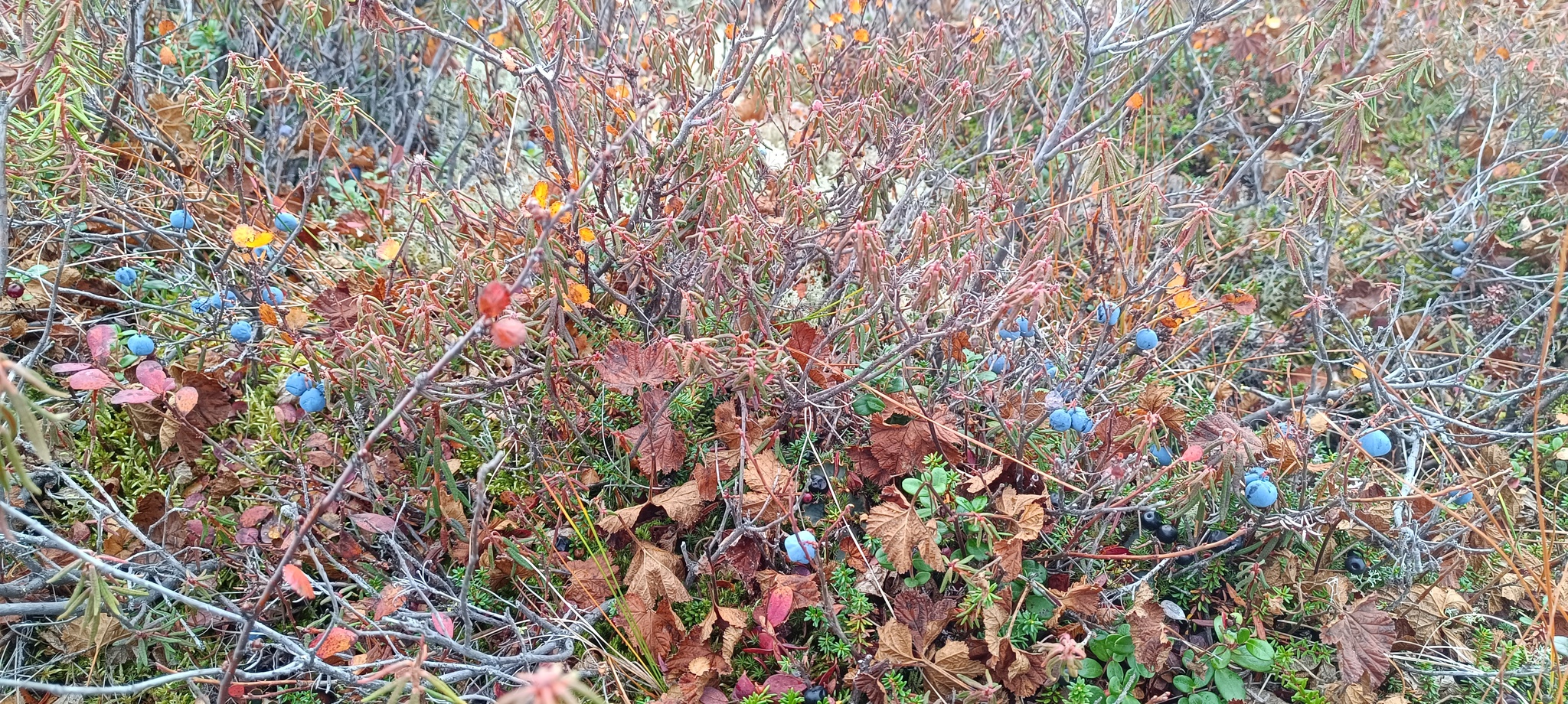 It's also September in the tundra)))Give us a wave! - Tundra, Autumn, Geodesy, Nature, Longpost