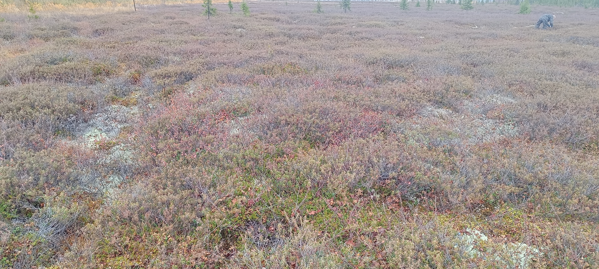 It's also September in the tundra)))Give us a wave! - Tundra, Autumn, Geodesy, Nature, Longpost