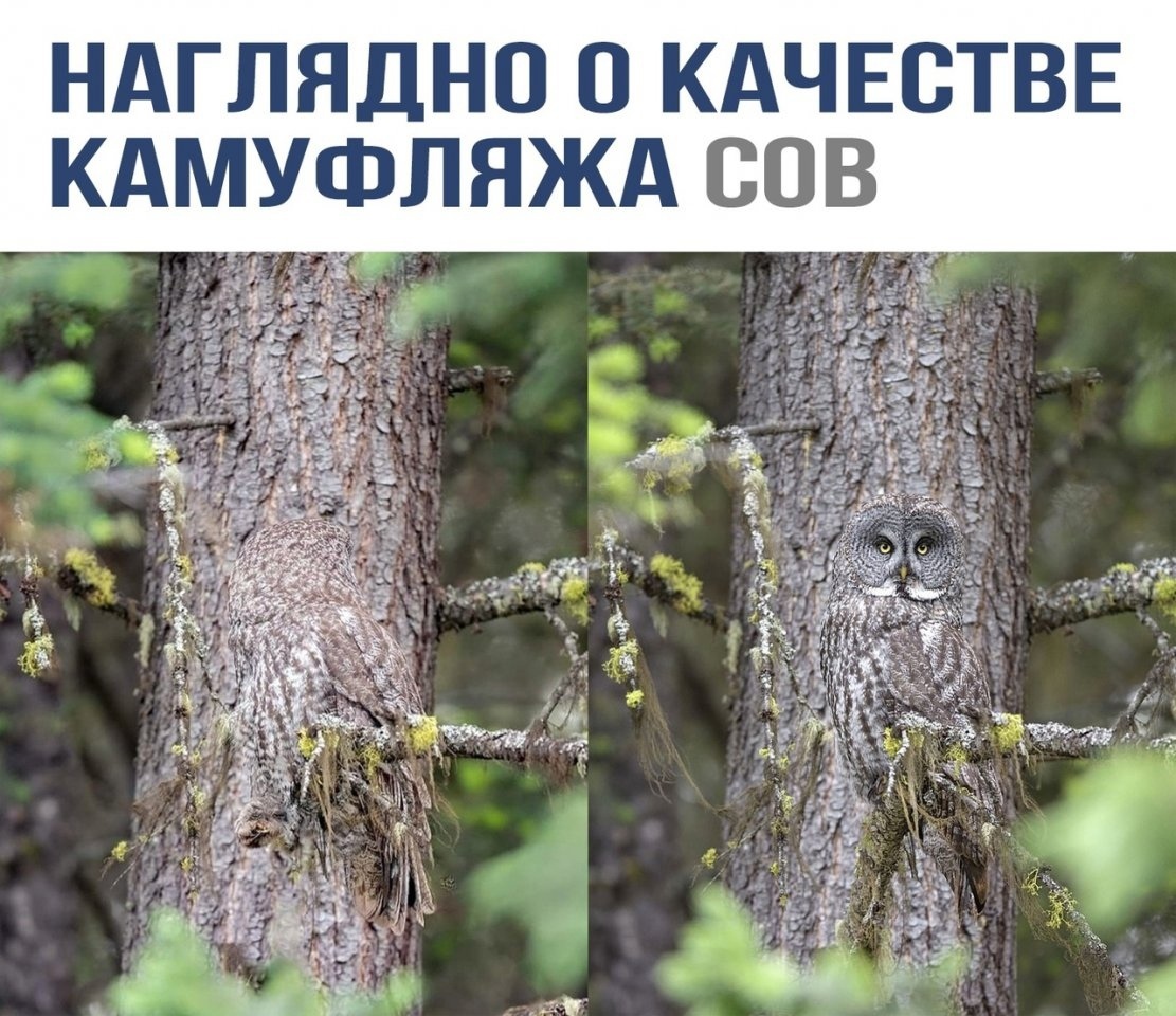 Stealth 100 - Picture with text, Humor, The photo, Owl, Animals, Wild animals, Camouflage, Repeat, Mimicry, Predator birds