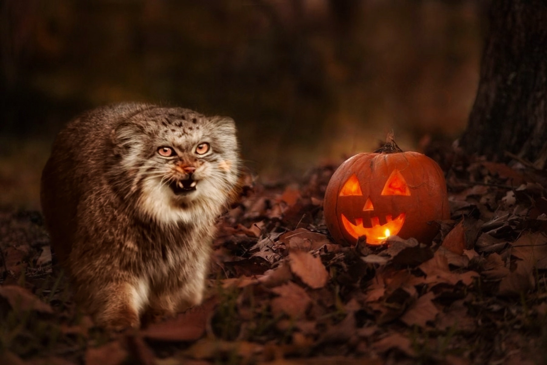 Hehehehe. Happy Friday the 13th, Pikabushniki! - Wild animals, Predatory animals, Cat family, Pallas' cat, Small cats, Pumpkin, Photoshop, Friday the 13th