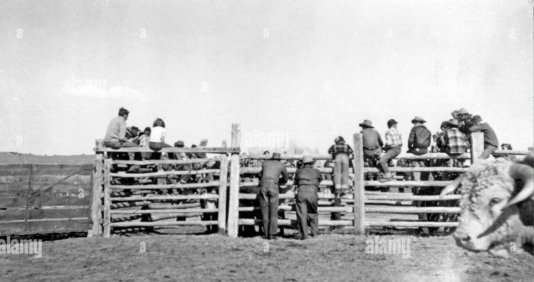 How I Went to the Rodeo 1: Cowboys, Jordan Peterson and Hobbyhorsing - My, USA, Living abroad, Rodeo, Cowboys, Wild West, Travels, Video, Youtube, Longpost