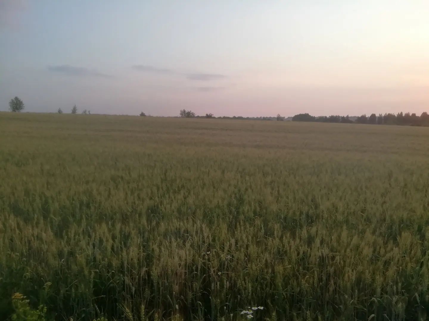 Field) - My, The photo, Mobile photography, Field, Nature, View, Beautiful view, beauty