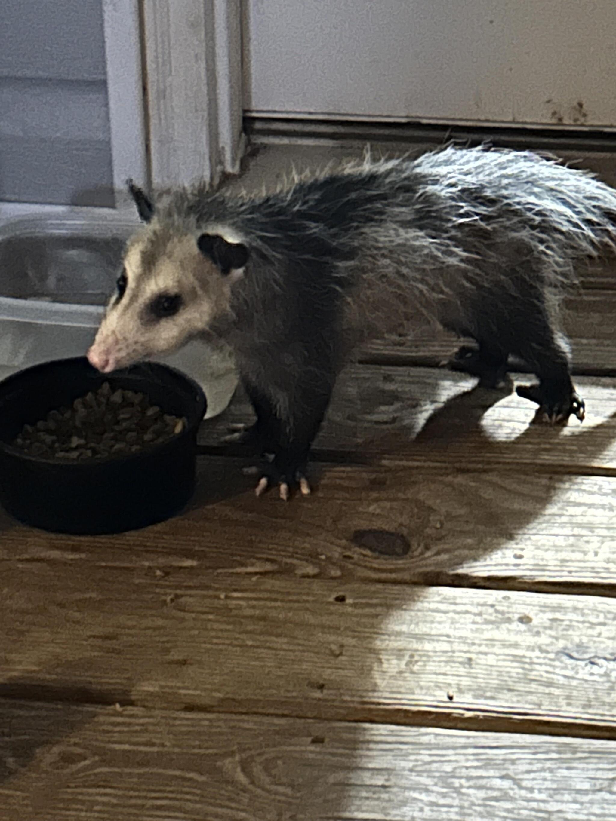 Guys, what breed of cat is this? He came himself... - Opossum, Trough, cat, It seemed