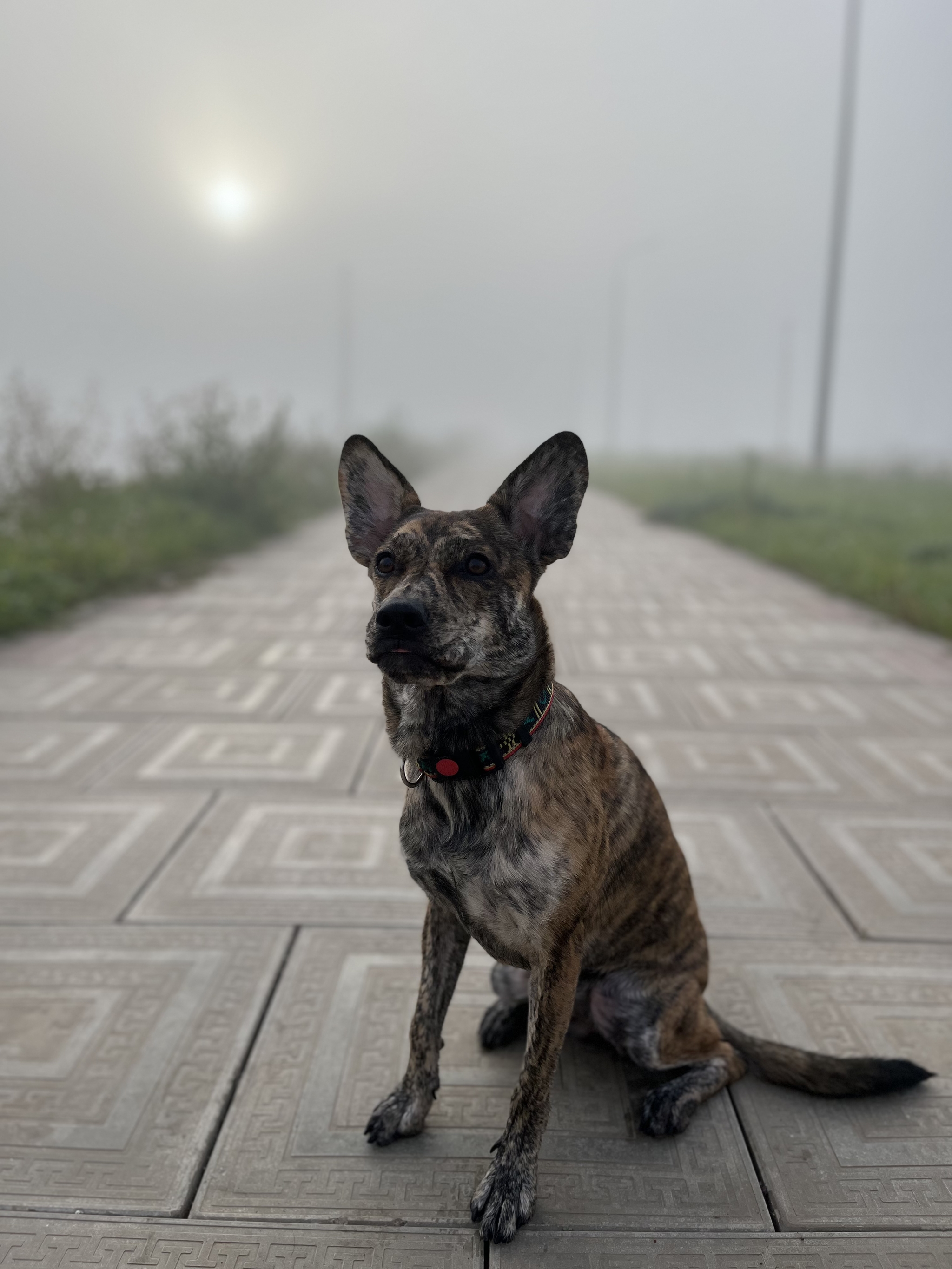 Ja-ja in the fog) - My, Dog, Animals, Pets, Fog, Longpost, Walk, The photo