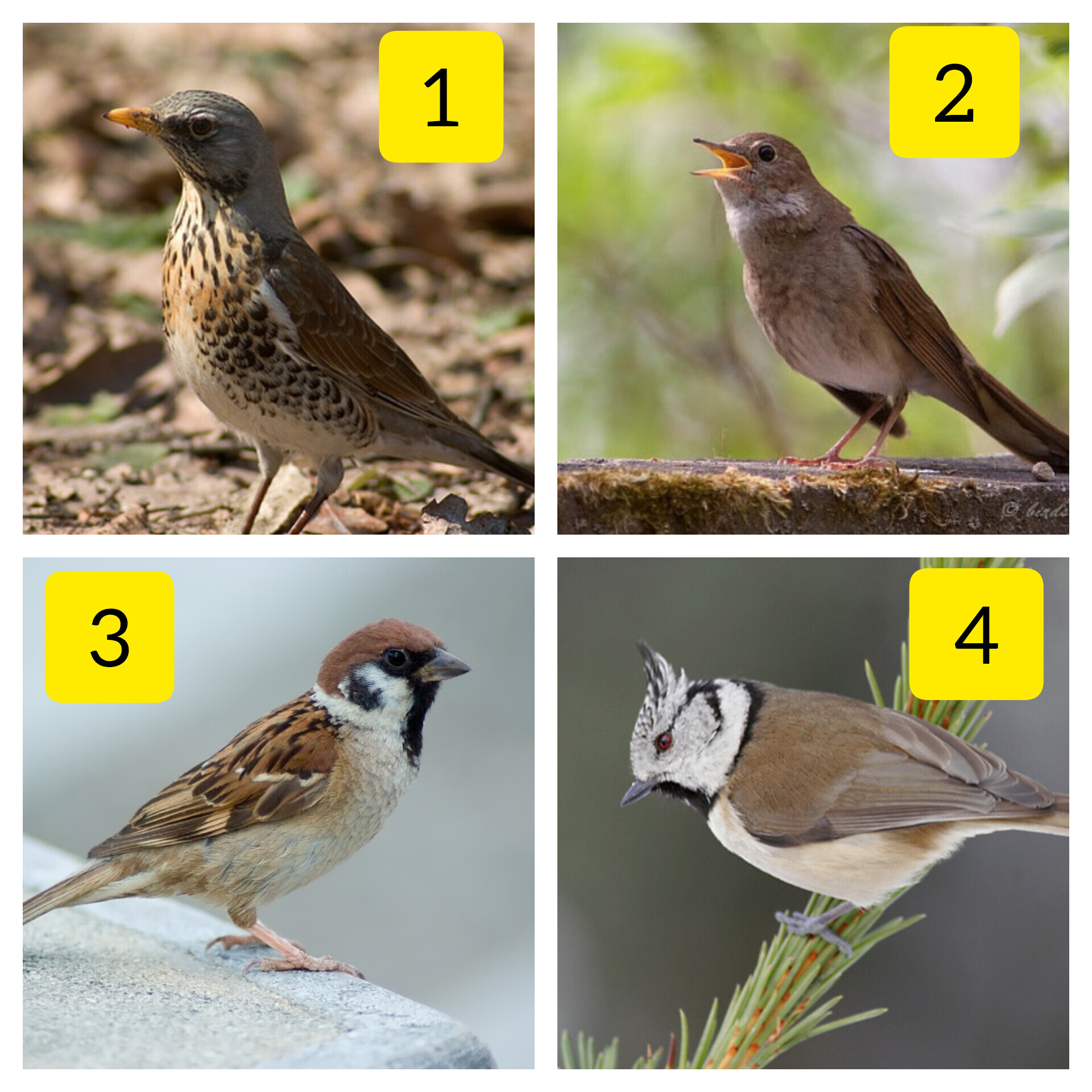 Bird Guessing #52 - My, Survey, Biology, Animals, Birds, Predator birds, Quiz, Informative, Interactive, Longpost