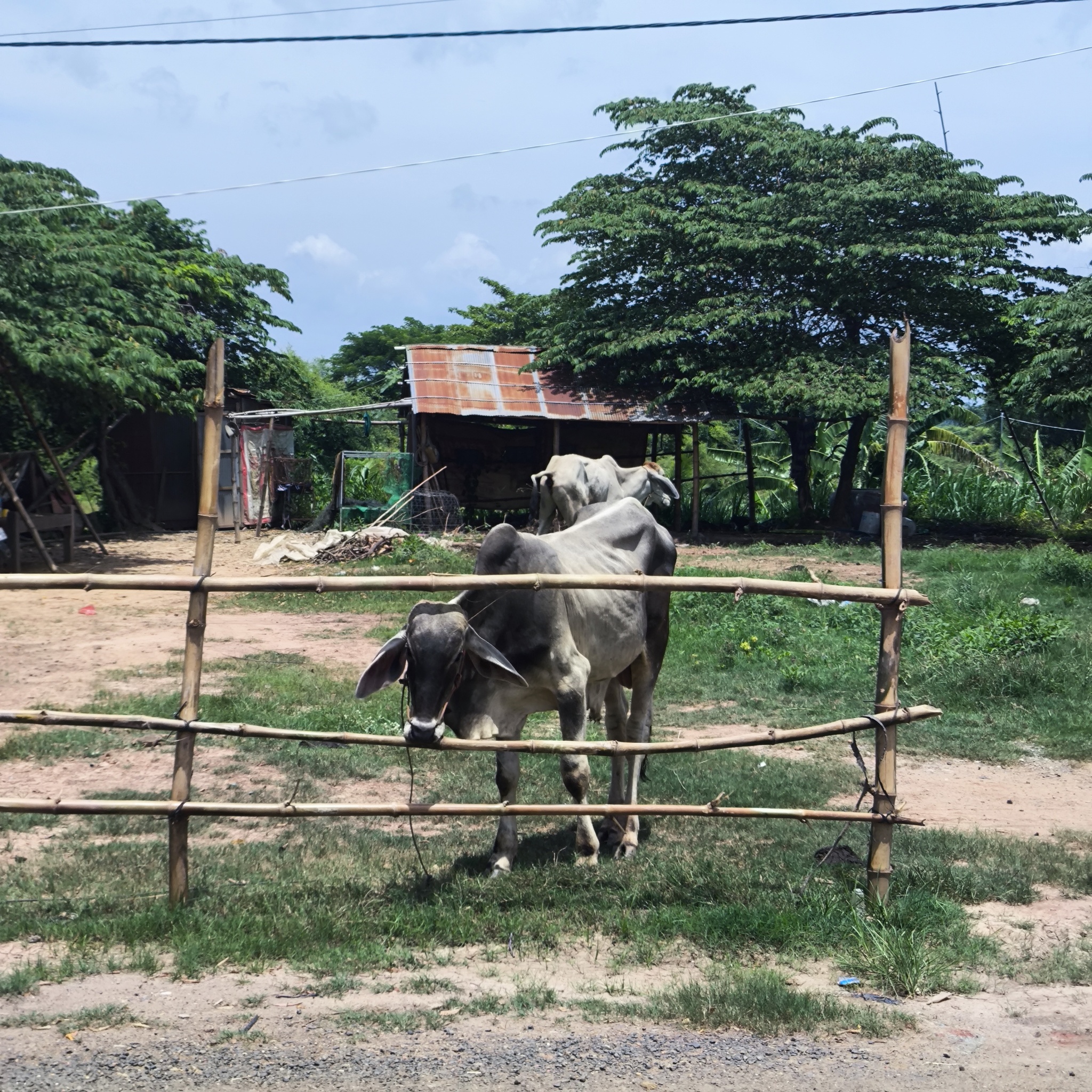 Melanesia Travel Diary. Cambodia. Day 82. Being taken somewhere - My, Life stories, Travels, Drive, Around the world, Informative, Hitch-hiking, Cambodia, Video, Longpost, The photo