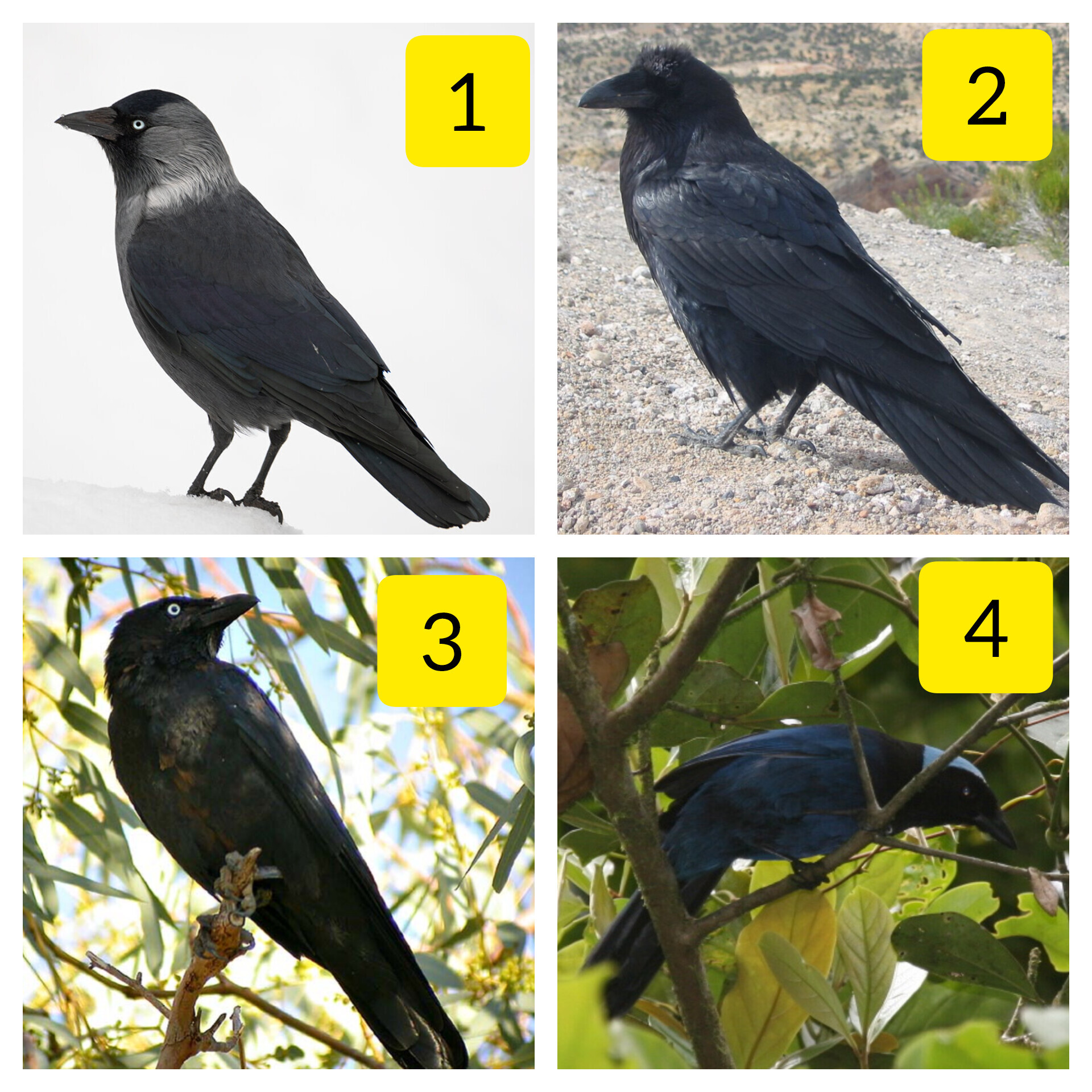 Bird Guessing #52 - My, Survey, Biology, Animals, Birds, Predator birds, Quiz, Informative, Interactive, Longpost