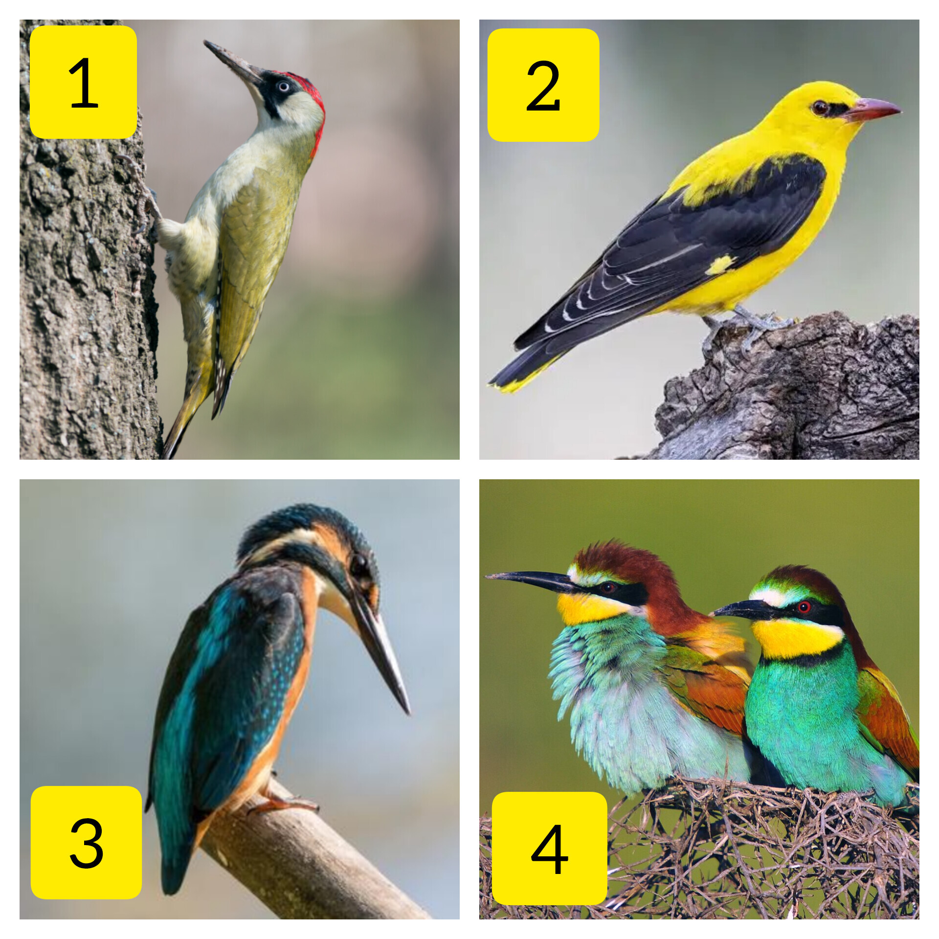 Bird Guessing #52 - My, Survey, Biology, Animals, Birds, Predator birds, Quiz, Informative, Interactive, Longpost