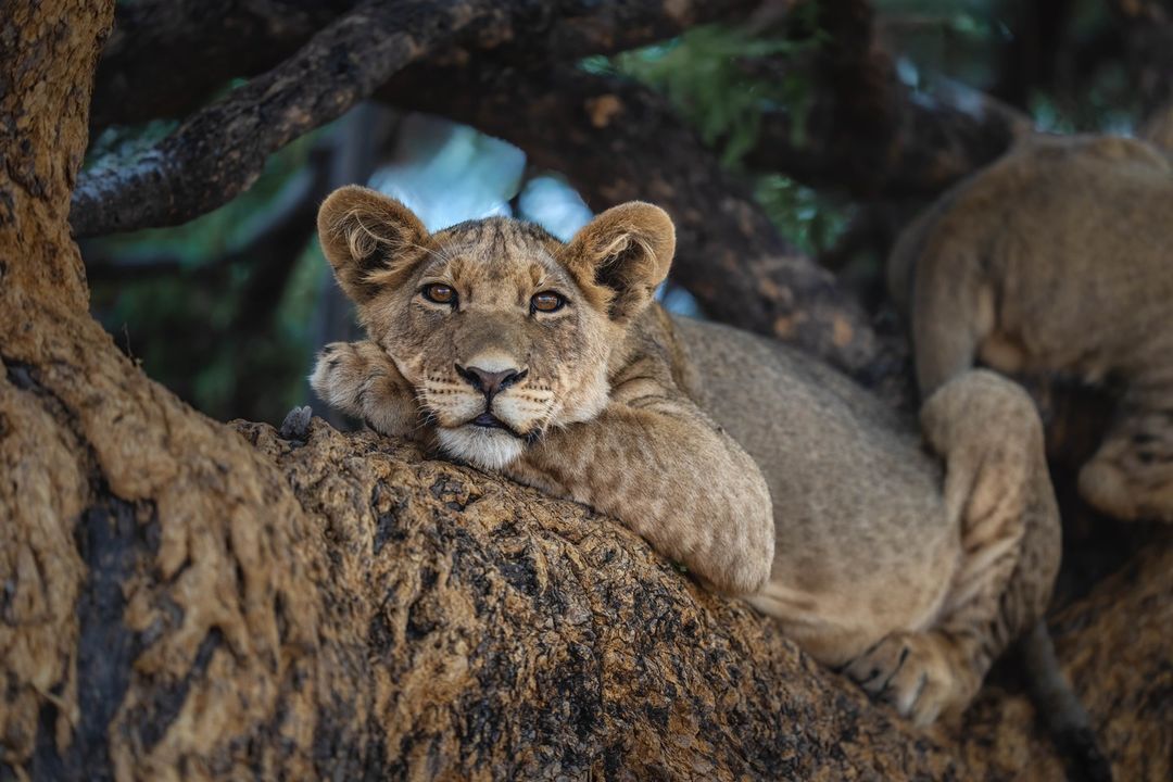 Rest - Lion cubs, a lion, Big cats, Cat family, Predatory animals, Wild animals, wildlife, Reserves and sanctuaries, South Africa, The photo