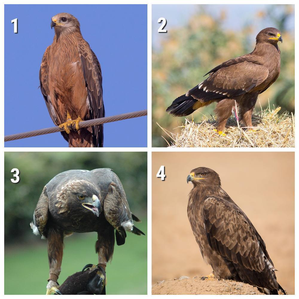 Bird Guessing #52 - My, Survey, Biology, Animals, Birds, Predator birds, Quiz, Informative, Interactive, Longpost