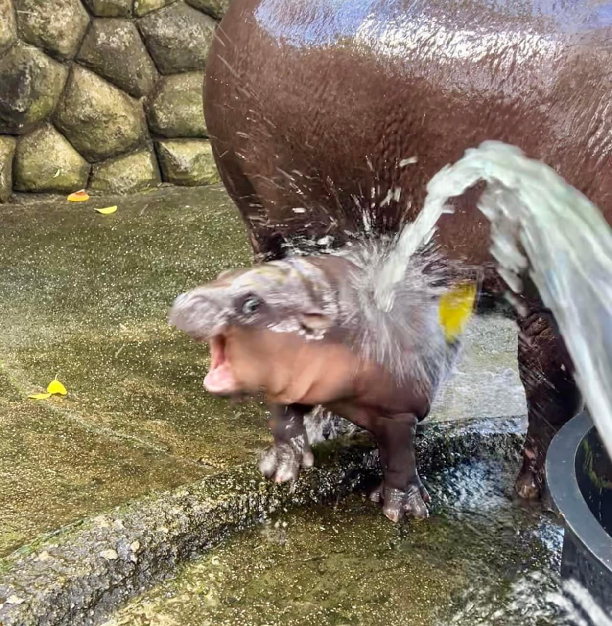 A hippo named Mu-Deng has become a real star - His name translates as piglet, and he lives in Thailand's Khao Kheow Open Zoo - Computer games, Indie game, Thailand, hippopotamus, Zoo, Video, Longpost