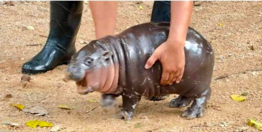 A hippo named Mu-Deng has become a real star - His name translates as piglet, and he lives in Thailand's Khao Kheow Open Zoo - Computer games, Indie game, Thailand, hippopotamus, Zoo, Video, Longpost