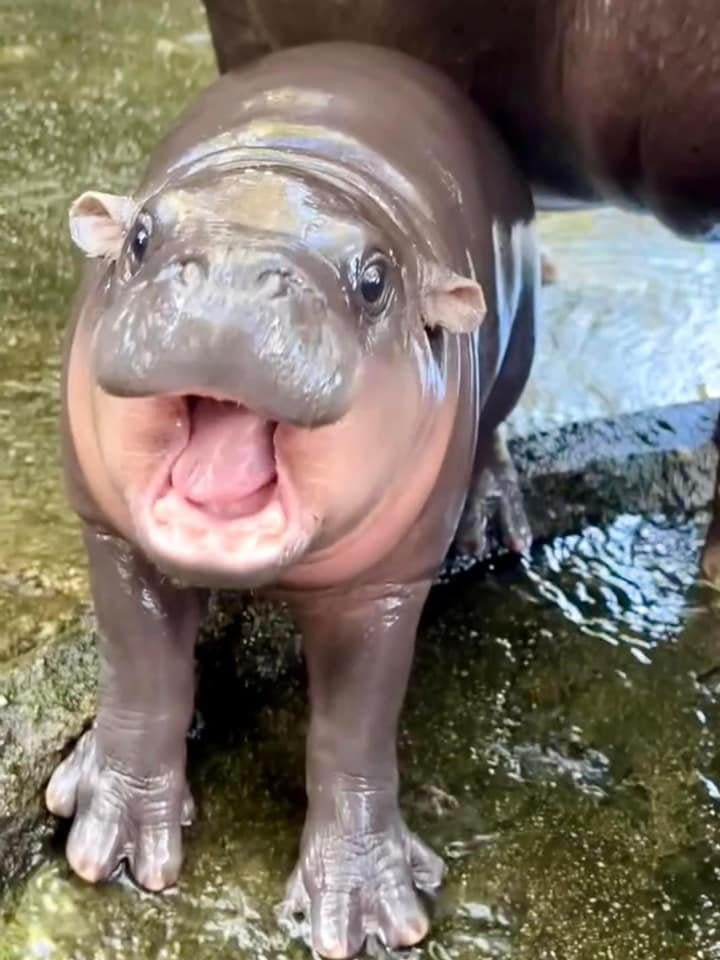 A hippo named Mu-Deng has become a real star - His name translates as piglet, and he lives in Thailand's Khao Kheow Open Zoo - Computer games, Indie game, Thailand, hippopotamus, Zoo, Video, Longpost