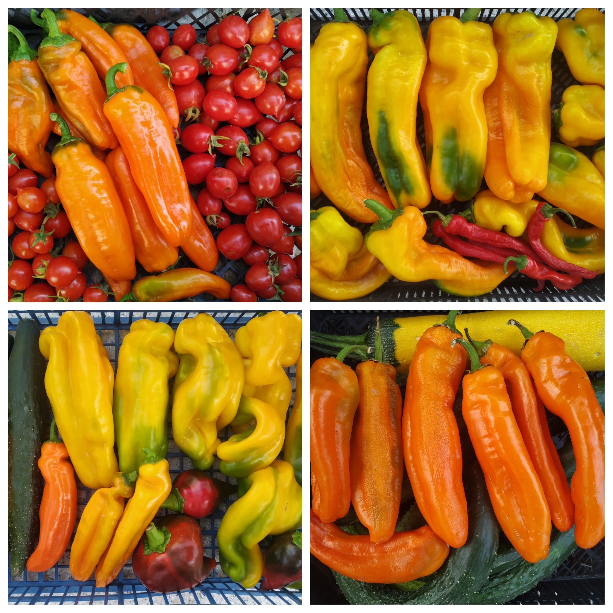 The Sweetest Peppers in the World: Ramiro and Palermo. My 2024 Harvest - My, Summer, Food, Garden, Yummy, Harvest, Longpost