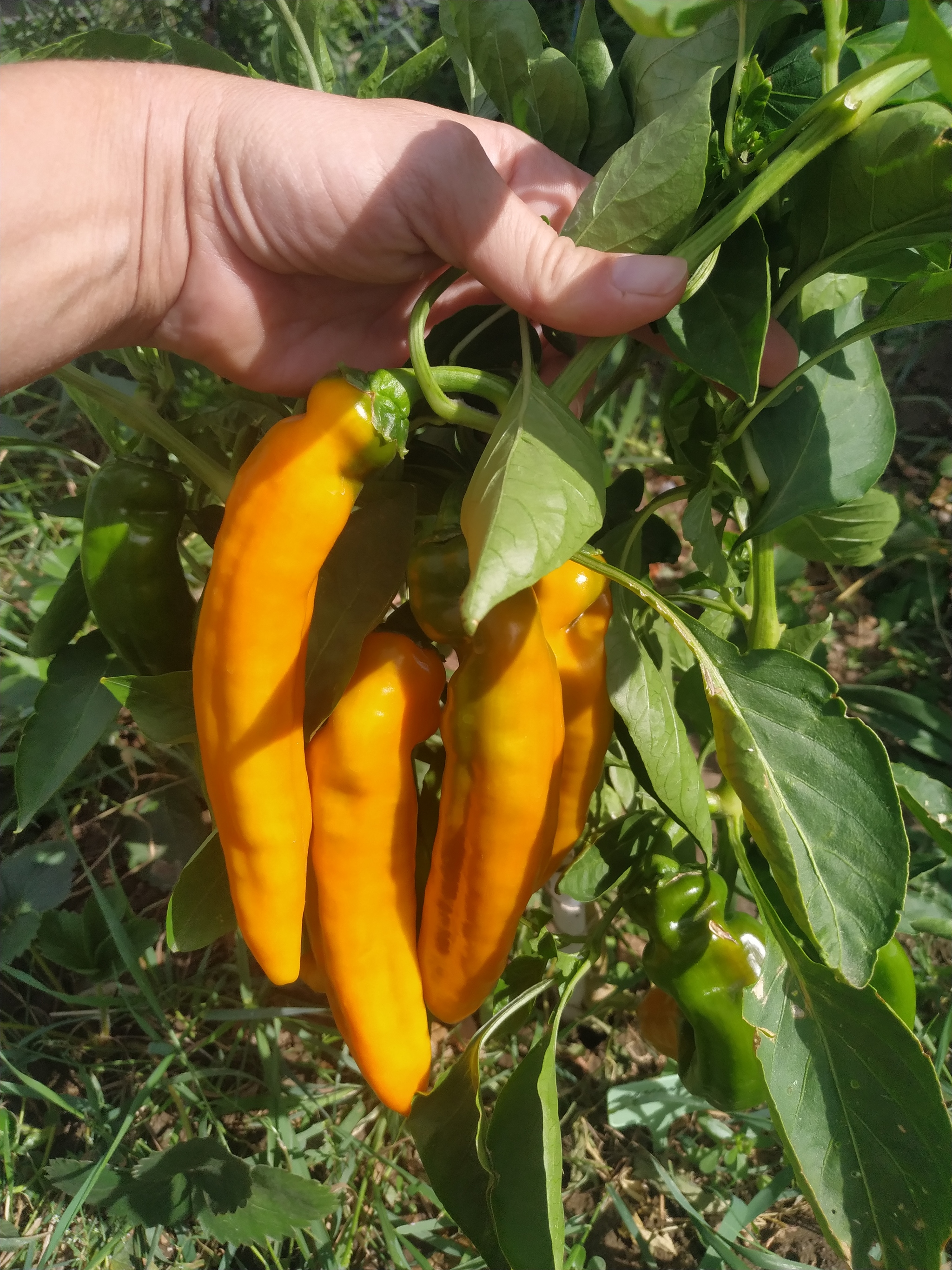 The Sweetest Peppers in the World: Ramiro and Palermo. My 2024 Harvest - My, Summer, Food, Garden, Yummy, Harvest, Longpost