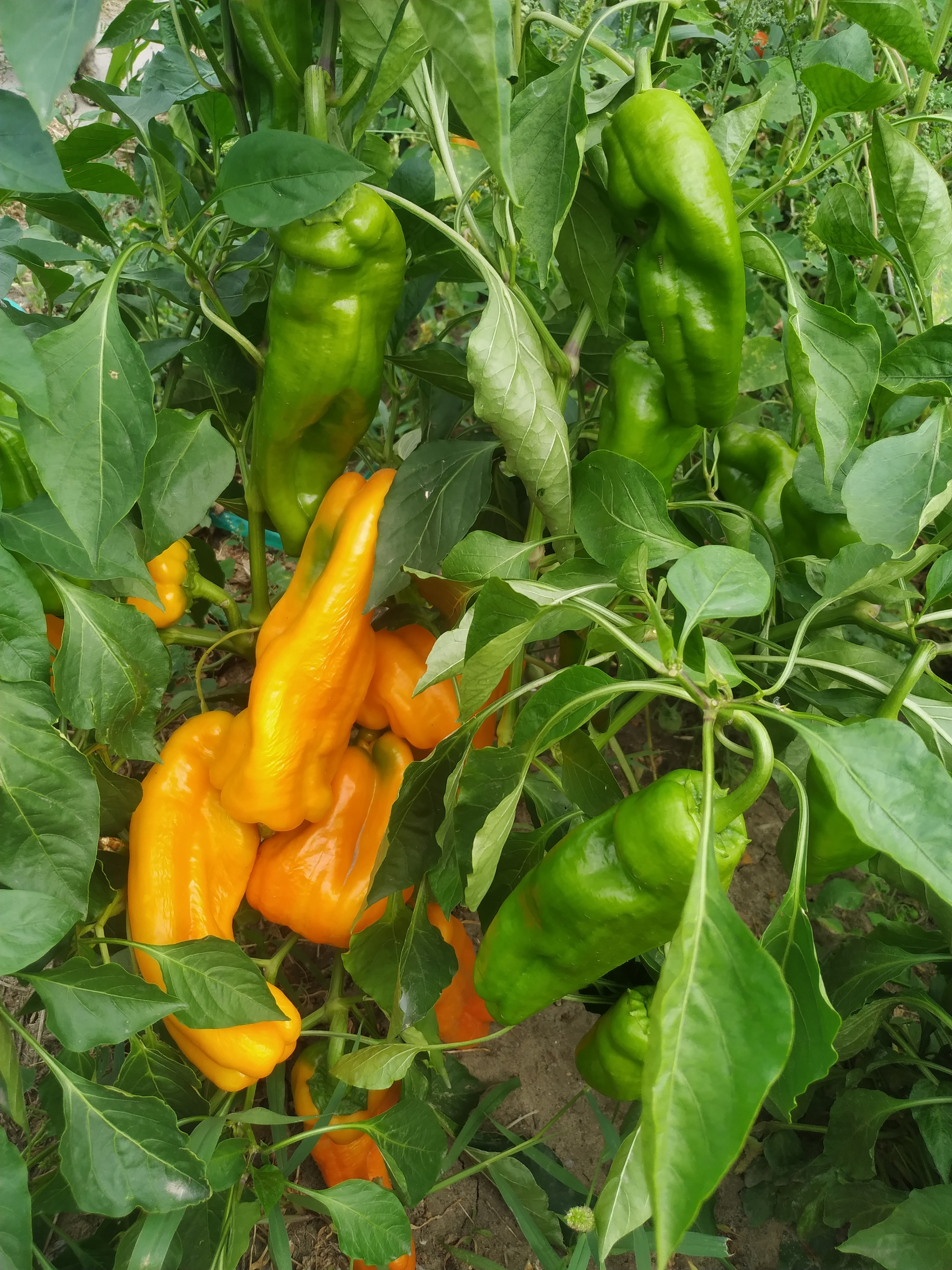 The Sweetest Peppers in the World: Ramiro and Palermo. My 2024 Harvest - My, Summer, Food, Garden, Yummy, Harvest, Longpost