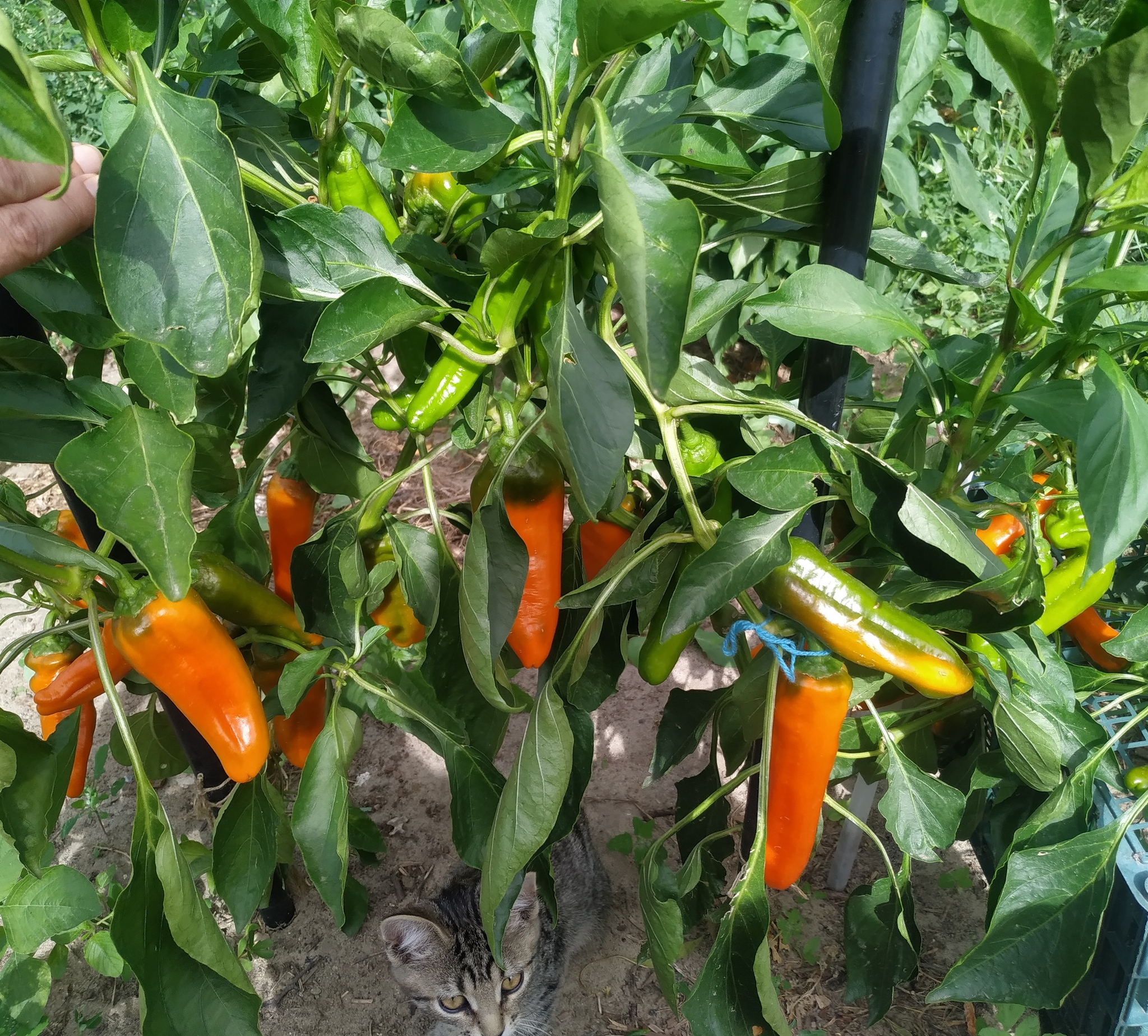 The Sweetest Peppers in the World: Ramiro and Palermo. My 2024 Harvest - My, Summer, Food, Garden, Yummy, Harvest, Longpost