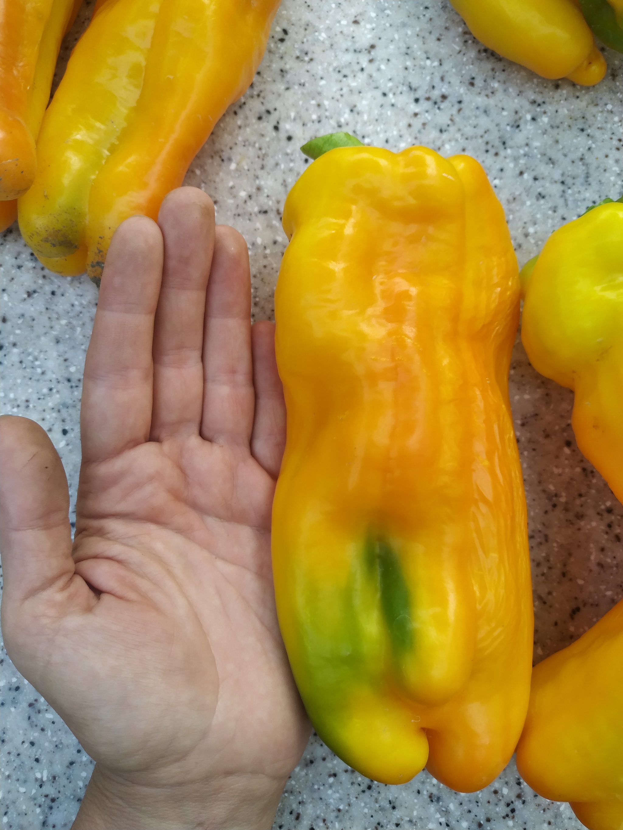 The Sweetest Peppers in the World: Ramiro and Palermo. My 2024 Harvest - My, Summer, Food, Garden, Yummy, Harvest, Longpost