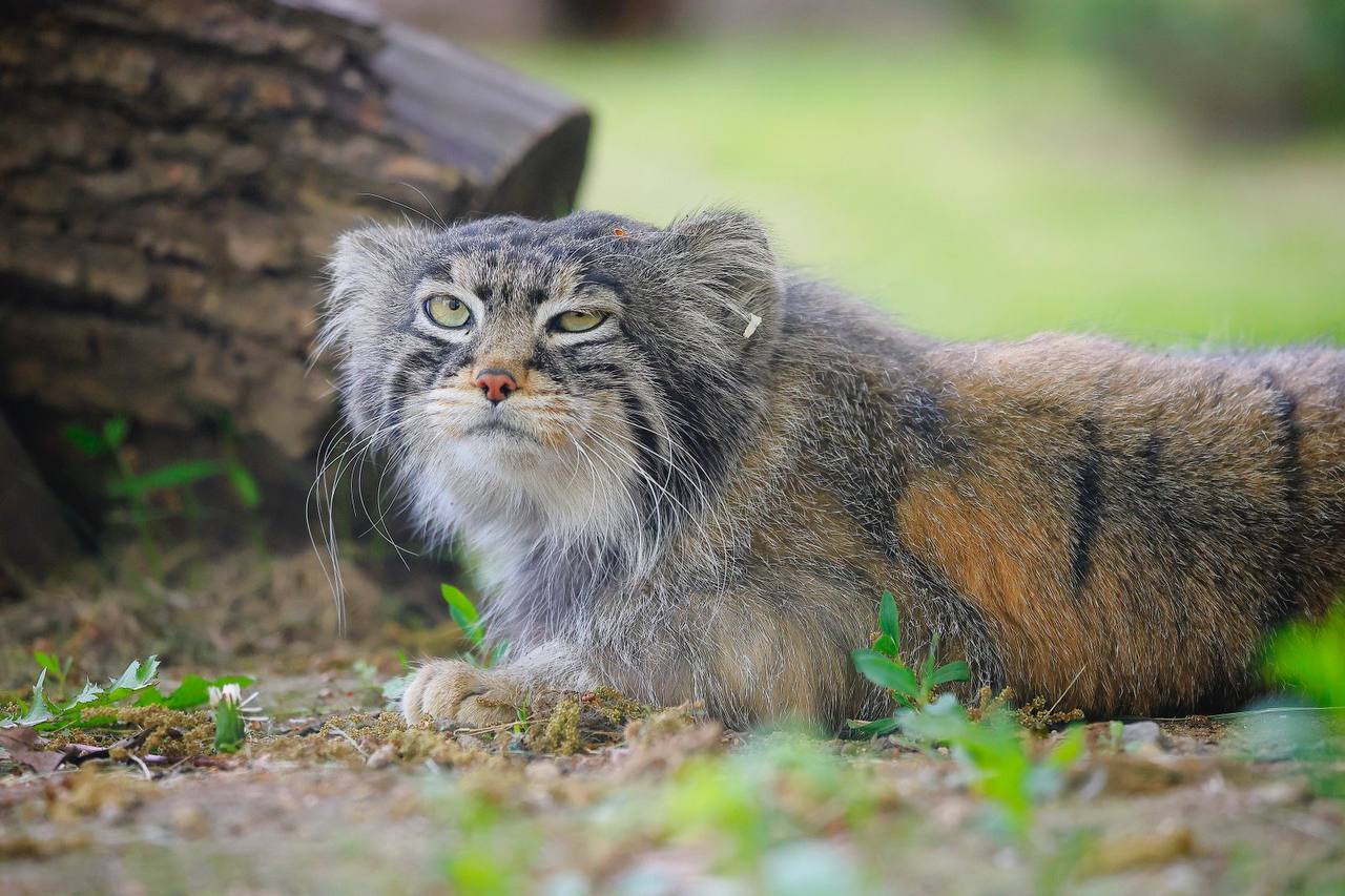 Timofey is busy with important matters - Wild animals, Predatory animals, Cat family, Pallas' cat, Small cats, Zoo, Moscow Zoo, The photo, Telegram (link), Manul Timofey