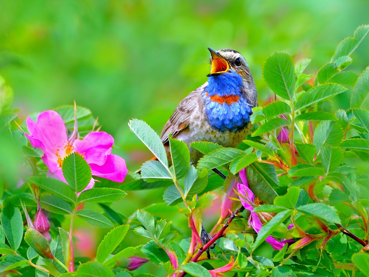 Summer tunes - Bluethroat, Songbirds, Birds, The photo, Rose hip, Wild animals