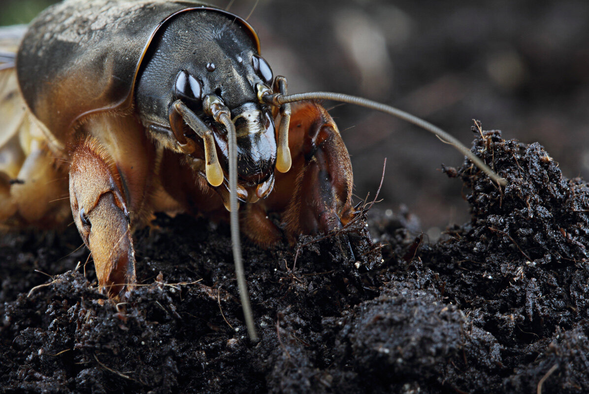 Mole Cricket: The Crazy Destroyer of Gardens - Bear, Insects, Animals, Wild animals, Yandex Zen, Yandex Zen (link), Longpost