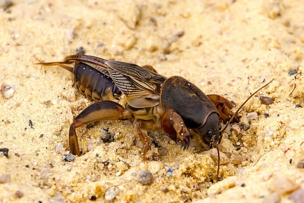 Mole Cricket: The Crazy Destroyer of Gardens - Bear, Insects, Animals, Wild animals, Yandex Zen, Yandex Zen (link), Longpost