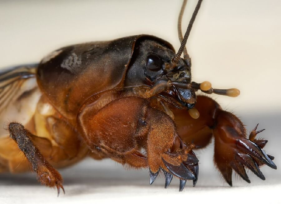 Mole Cricket: The Crazy Destroyer of Gardens - Bear, Insects, Animals, Wild animals, Yandex Zen, Yandex Zen (link), Longpost