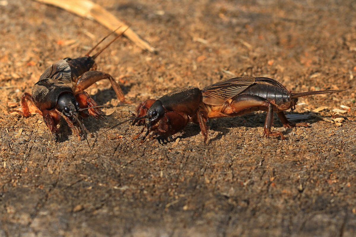 Mole Cricket: The Crazy Destroyer of Gardens - Bear, Insects, Animals, Wild animals, Yandex Zen, Yandex Zen (link), Longpost