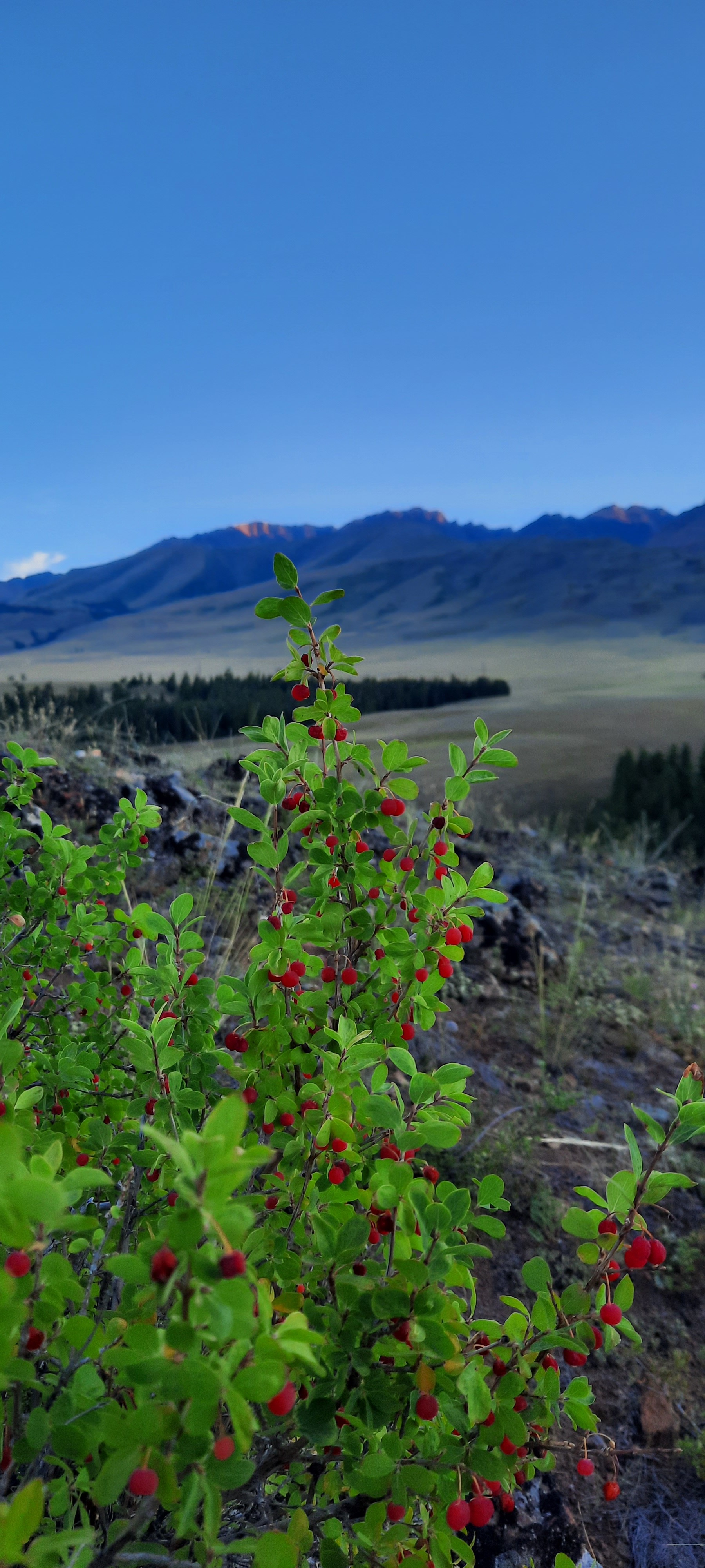 Altai on the way to Mongolia - My, Gorno-Altaysk, Altai Mountains, Vacation, Hike, Longpost, The photo