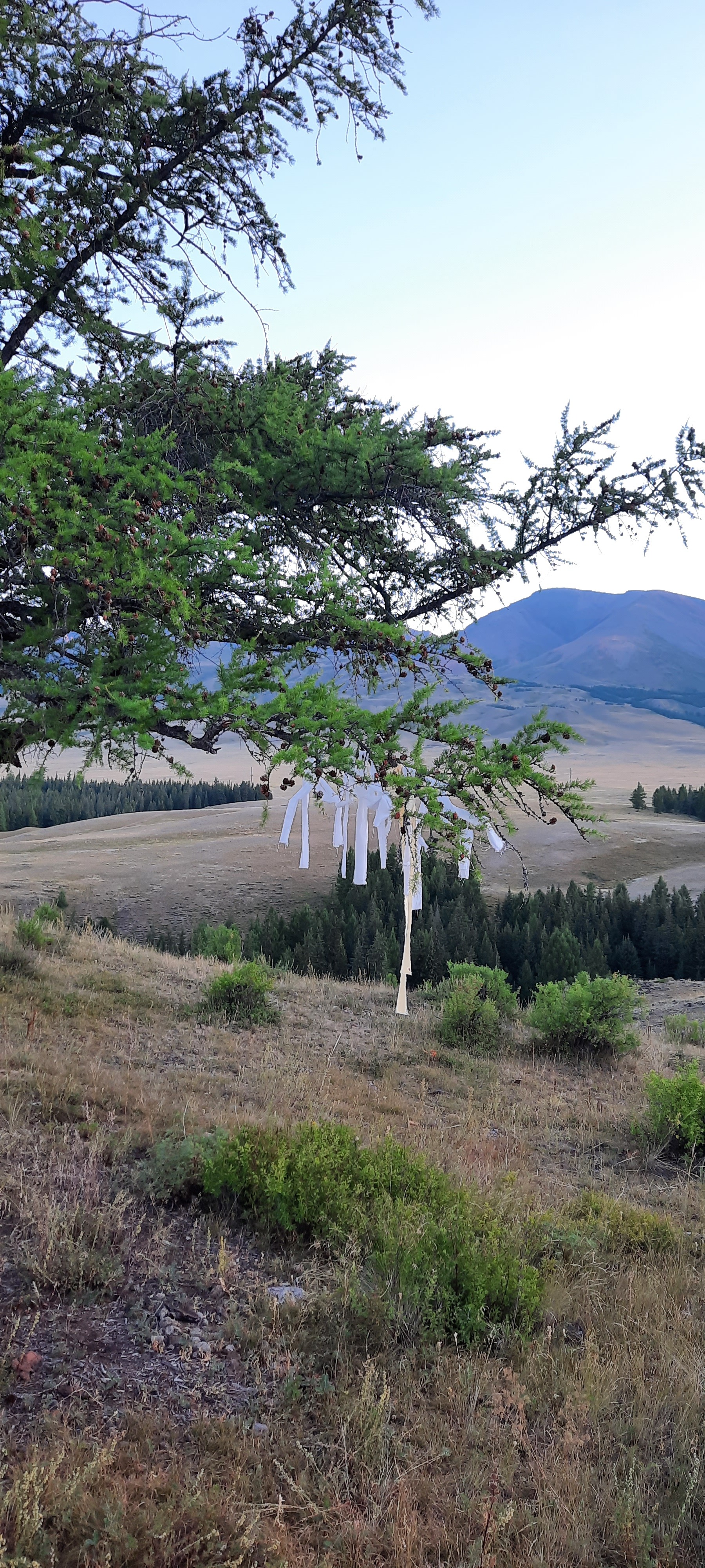 Altai on the way to Mongolia - My, Gorno-Altaysk, Altai Mountains, Vacation, Hike, Longpost, The photo