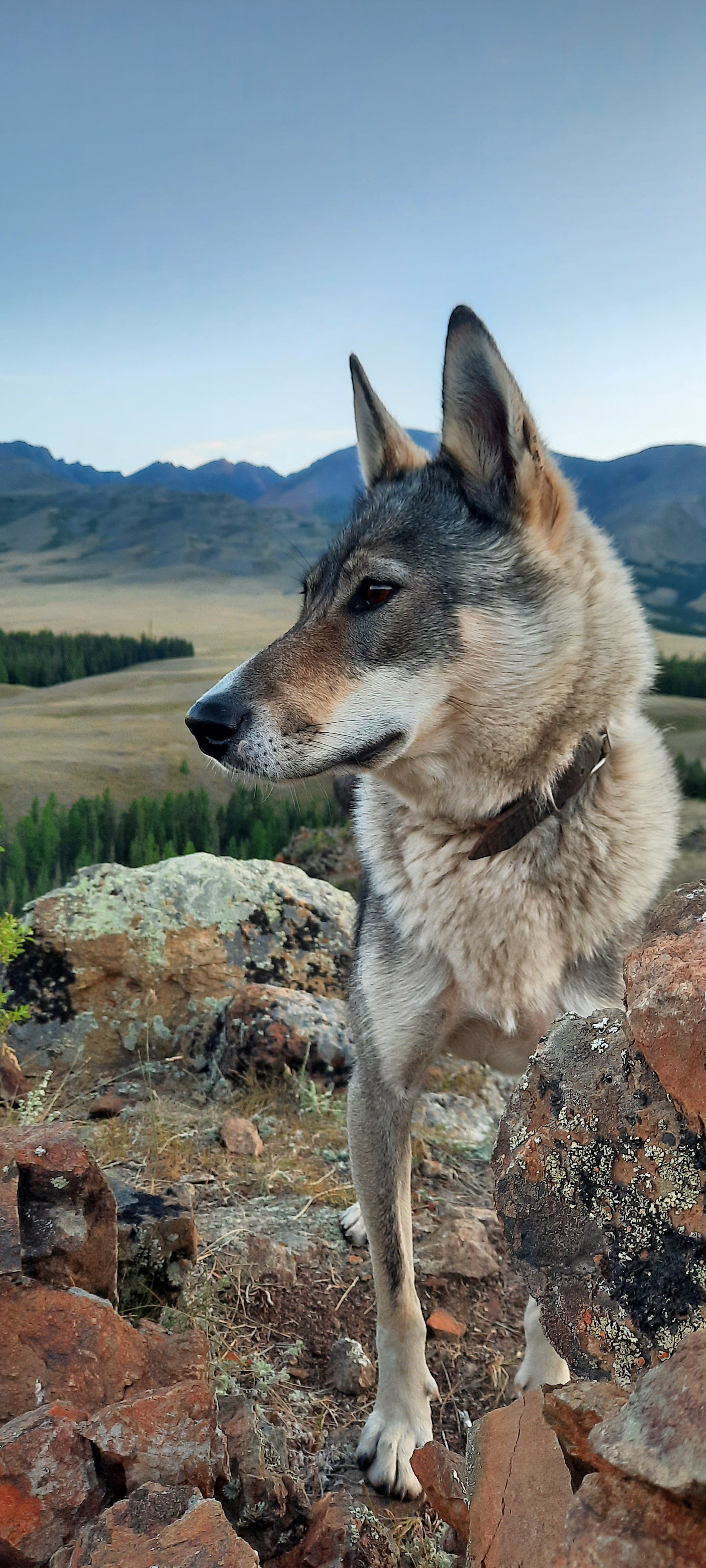 Altai on the way to Mongolia - My, Gorno-Altaysk, Altai Mountains, Vacation, Hike, Longpost, The photo