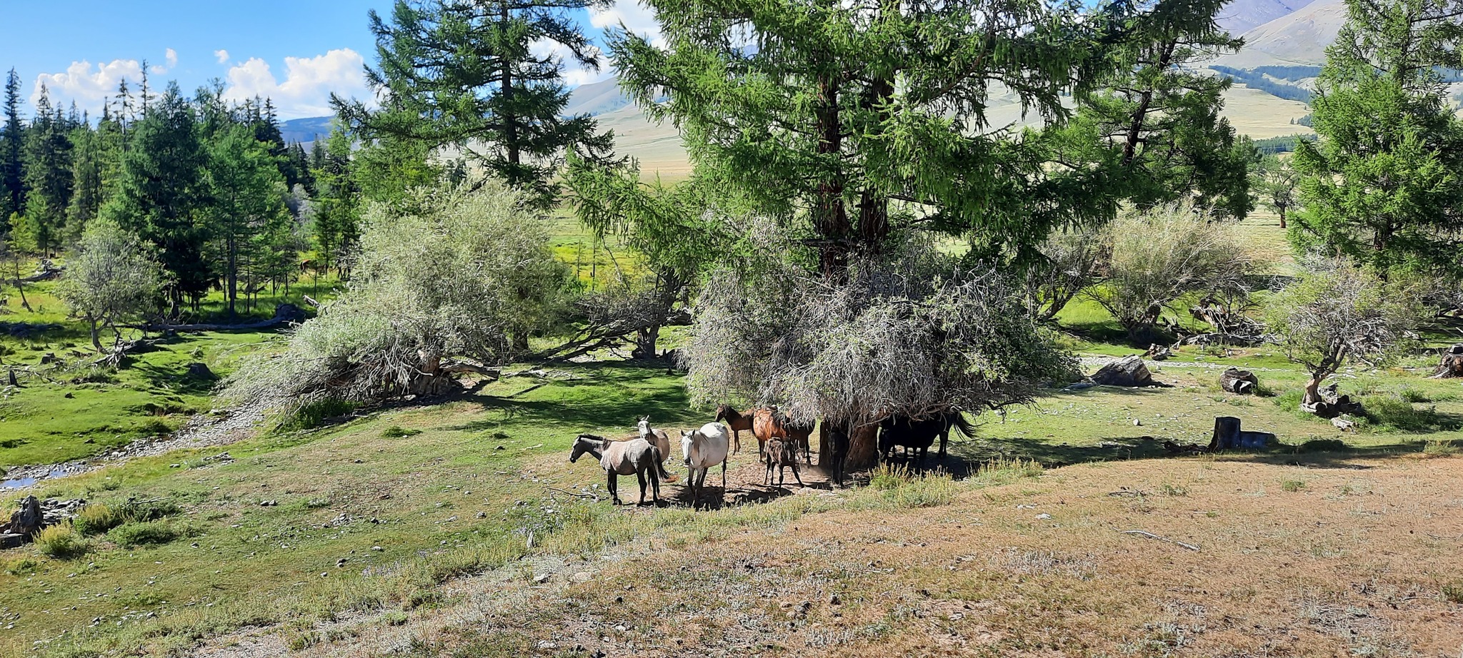 Altai on the way to Mongolia - My, Gorno-Altaysk, Altai Mountains, Vacation, Hike, Longpost, The photo