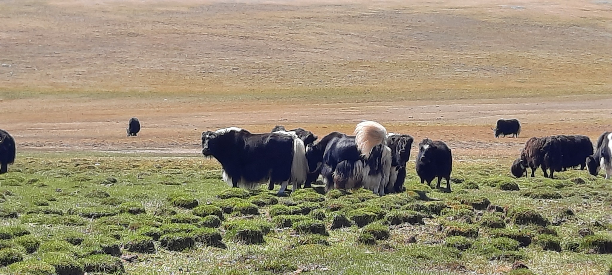 Mongolia on loaves of bread we roll on - Mongolia, Road trip, Vacation, Longpost