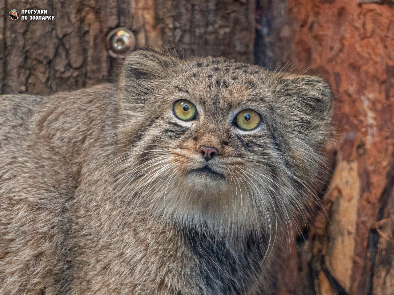 The feeding is in full swing - Pallas' cat, Small cats, Cat family, Wild animals, Predatory animals, Zoo, Leningrad Zoo, The photo, Telegram (link), Longpost