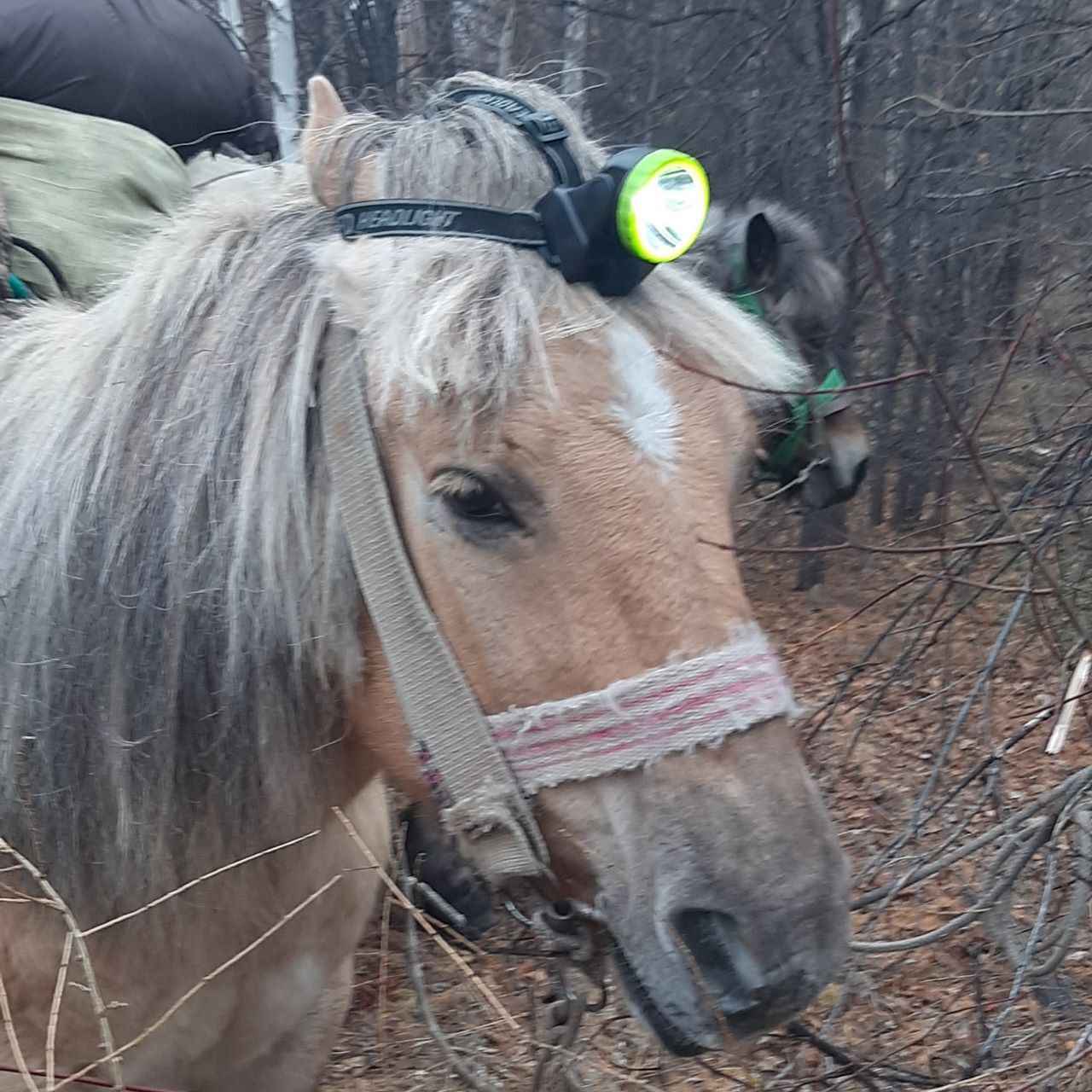 Headlights for a horse - Humor, Horses, Lamp, Life hack