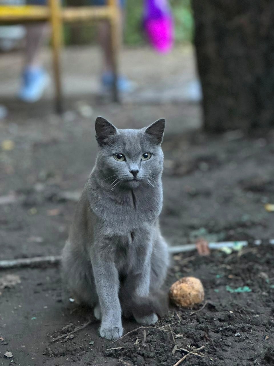 Gray cat looking for a home. Survives on the street - In good hands, Homeless animals, Animal Rescue, cat, No rating