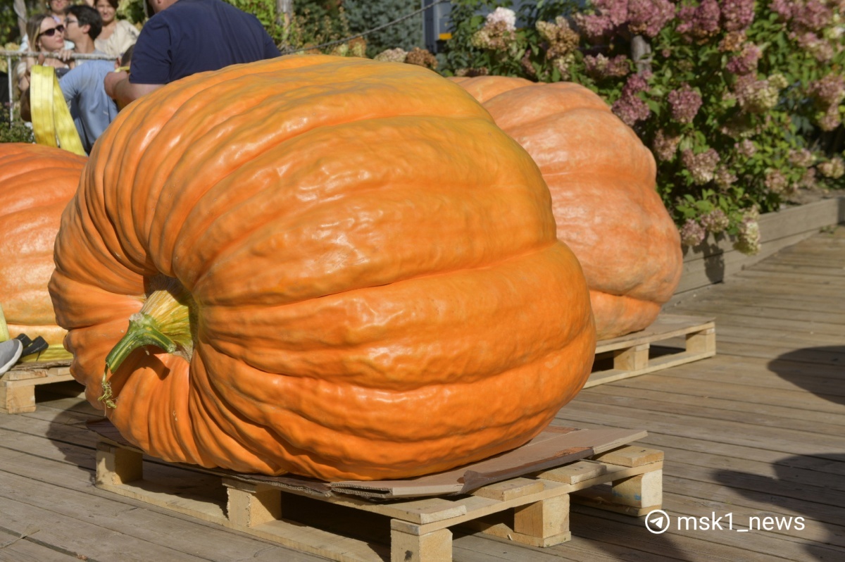 I grew the heaviest pumpkin in Russia - My, Vegetables, Gardening, Garden, Plants, Garden, Big size, Longpost, Pumpkin, Giants