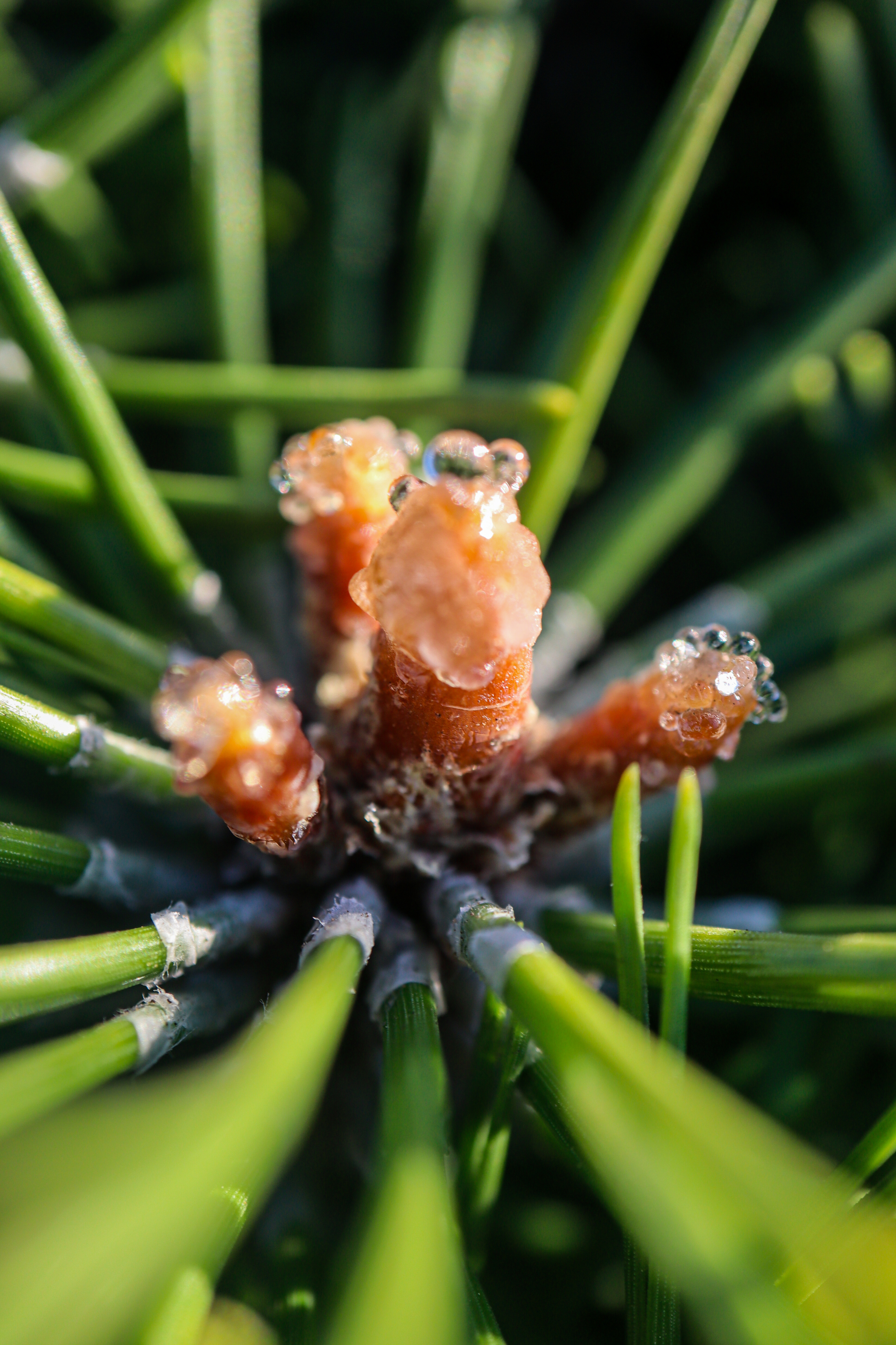 Photo project Let's take a closer look post #90. Mountain pine - My, Bloom, Macro photography, Nature, The photo, Plants, Garden, Pine, Gardening, Beautiful view, Longpost