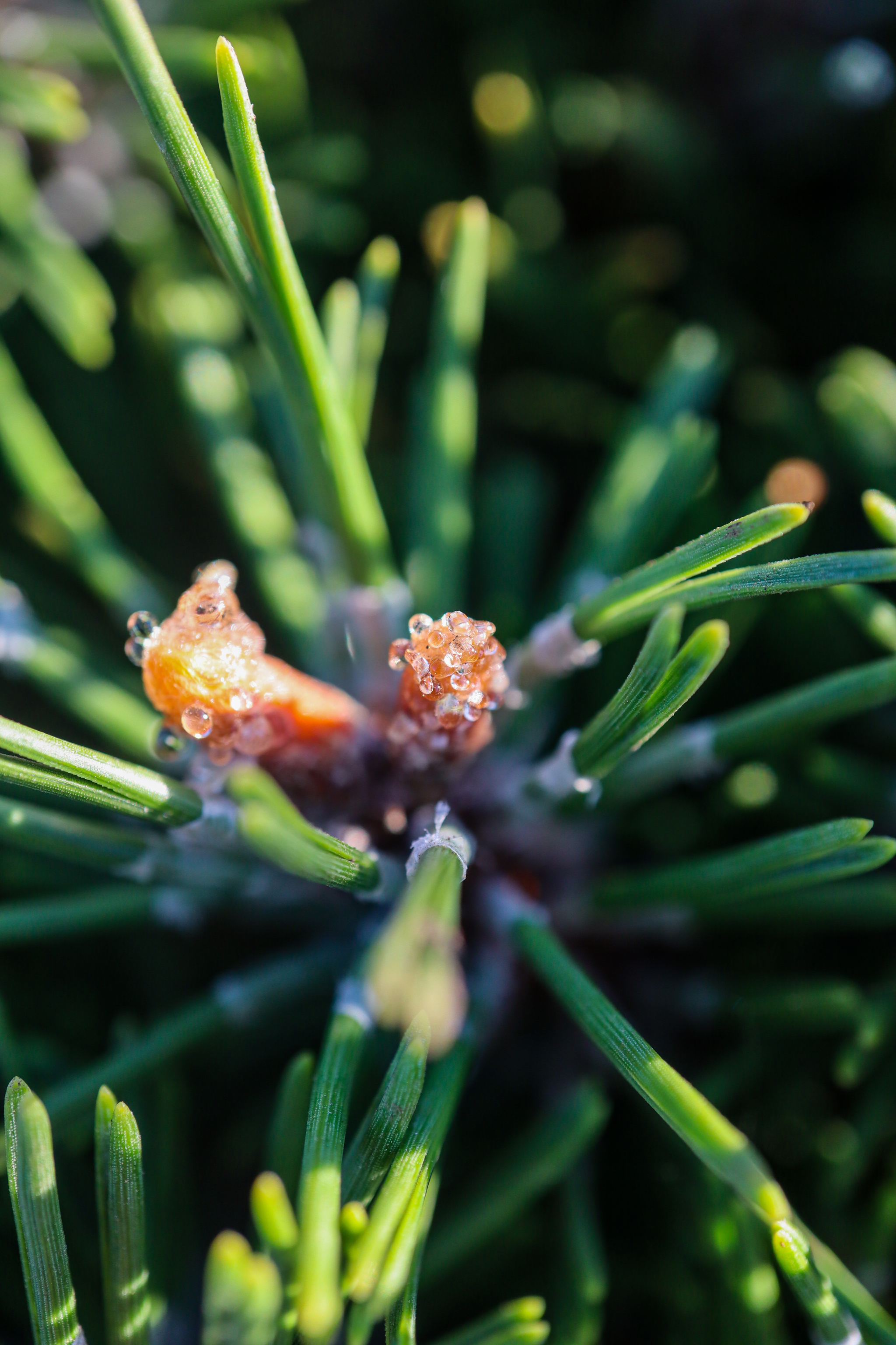 Photo project Let's take a closer look post #90. Mountain pine - My, Bloom, Macro photography, Nature, The photo, Plants, Garden, Pine, Gardening, Beautiful view, Longpost